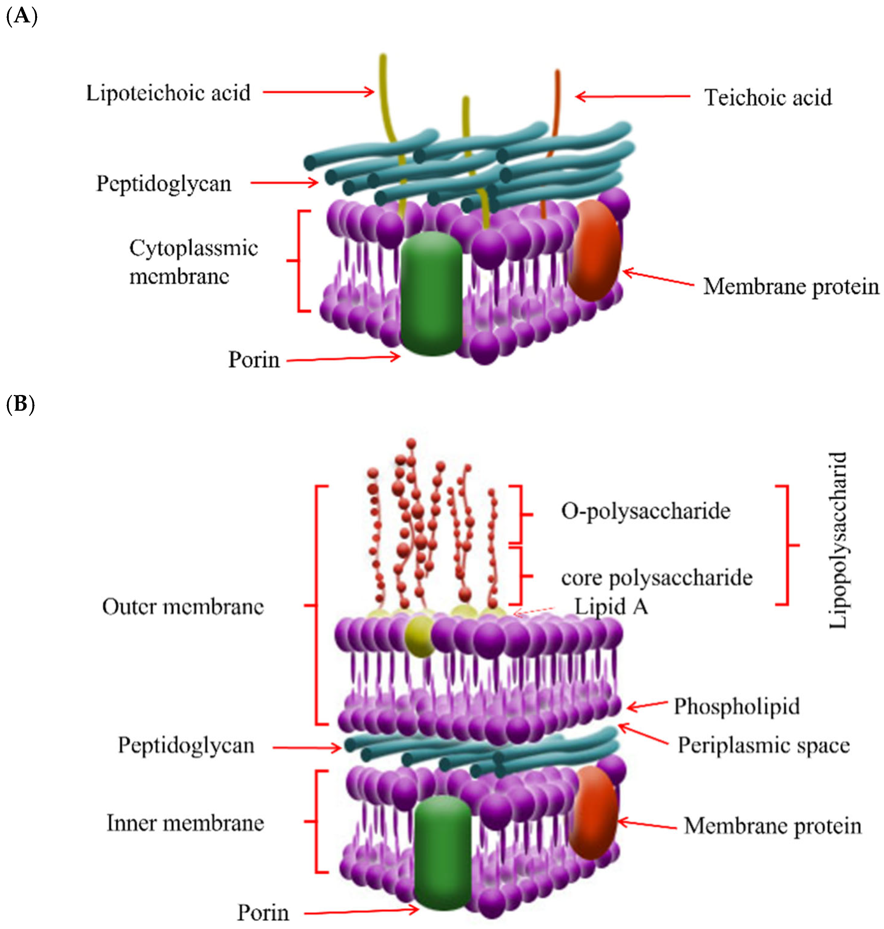 Fermentation 10 00559 g004