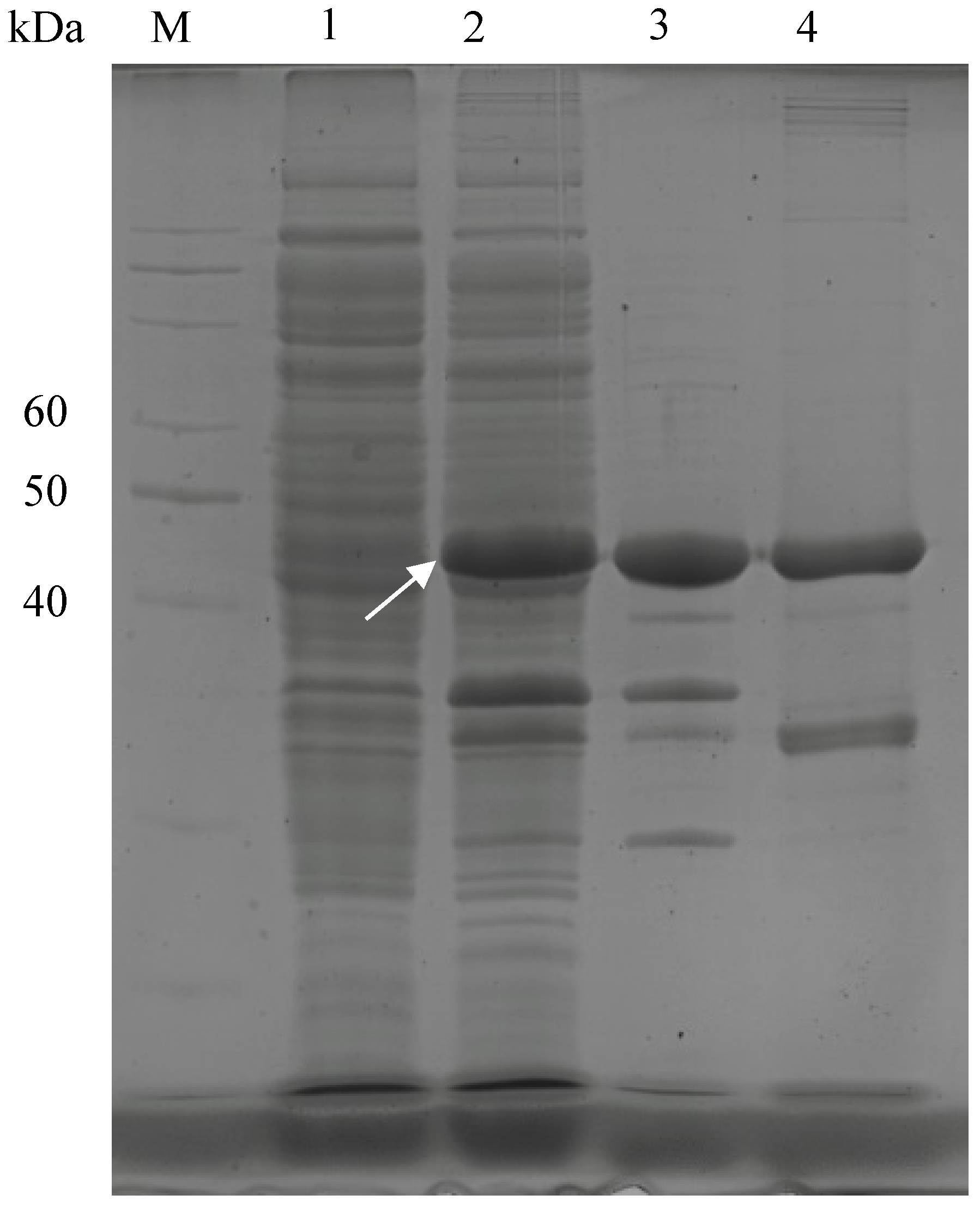 Fermentation 10 00574 g002