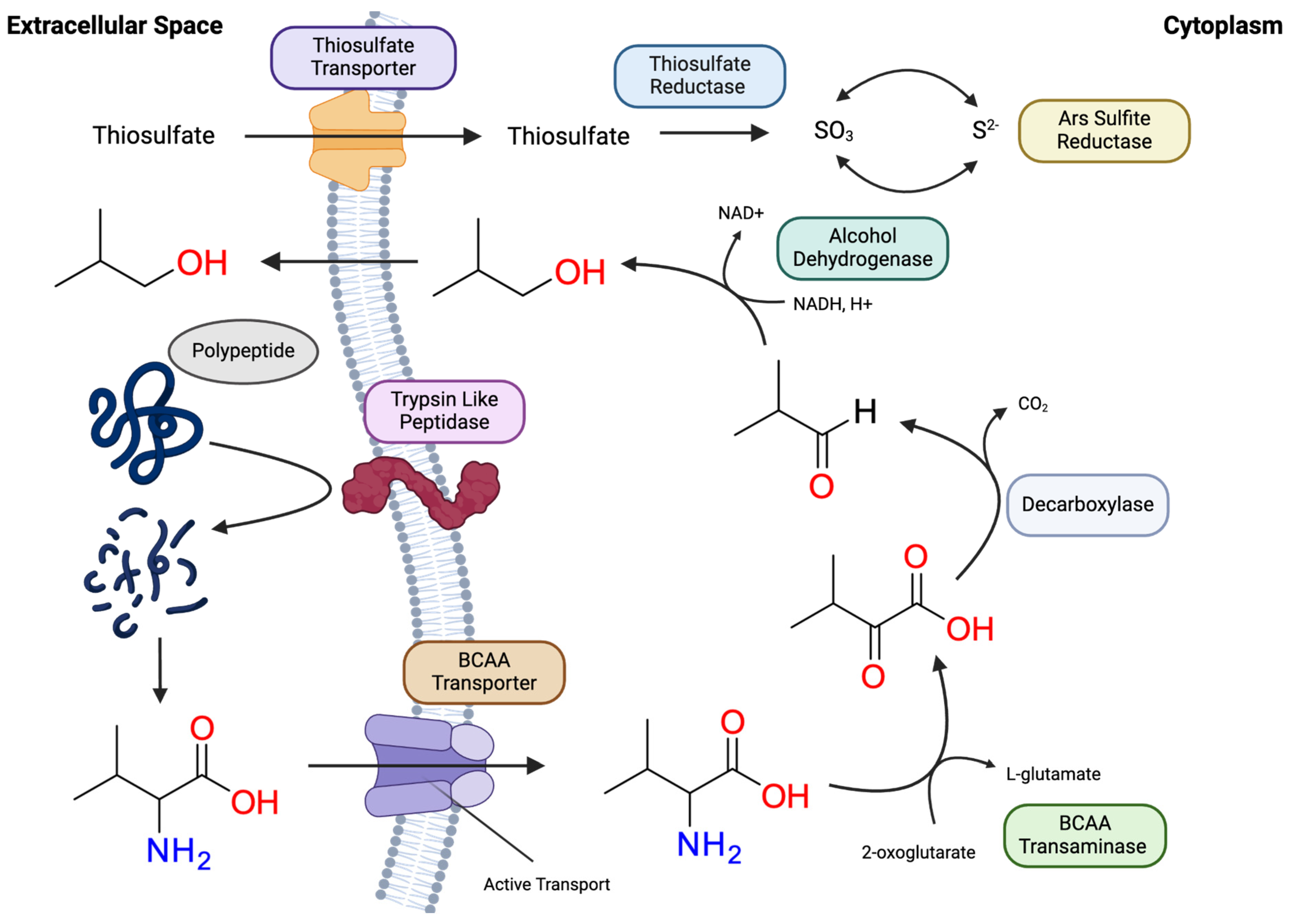 Fermentation 10 00576 g004