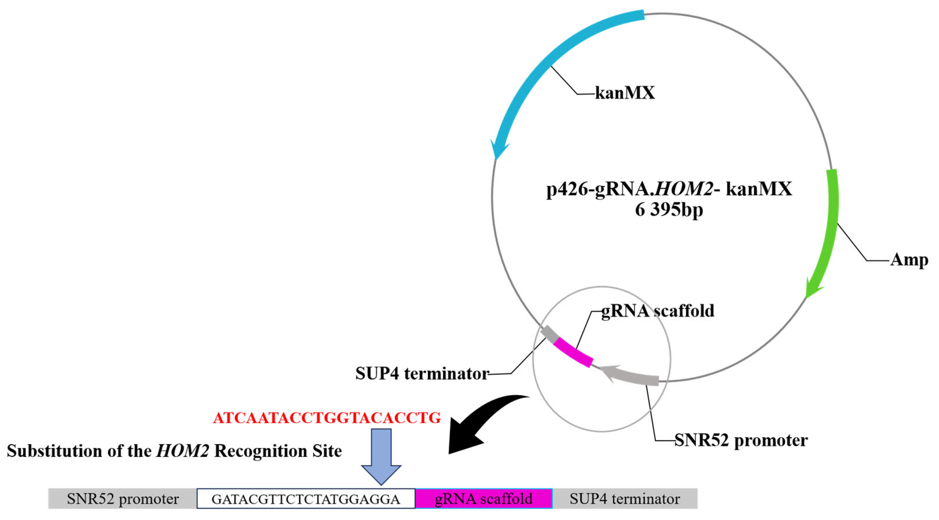 Fermentation 10 00589 g002