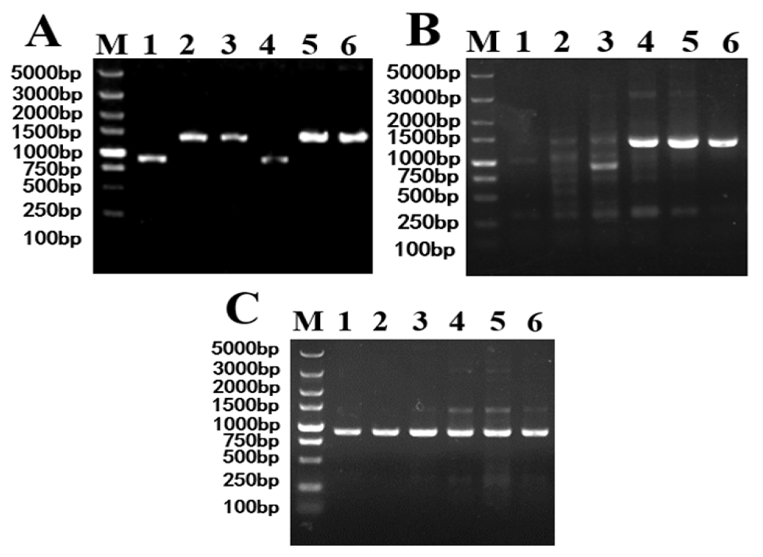 Fermentation 10 00589 g003