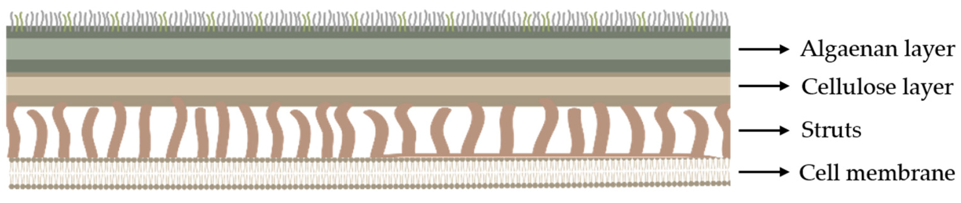 Fermentation 10 00608 g001