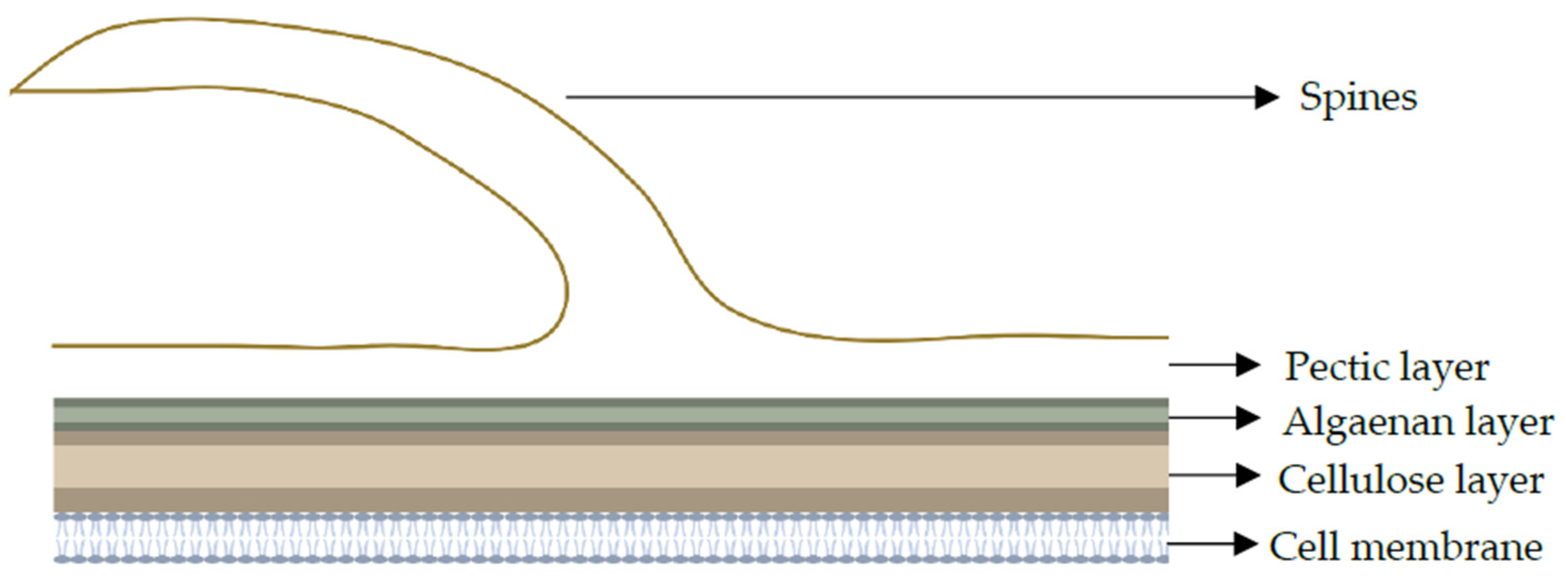 Fermentation 10 00608 g004