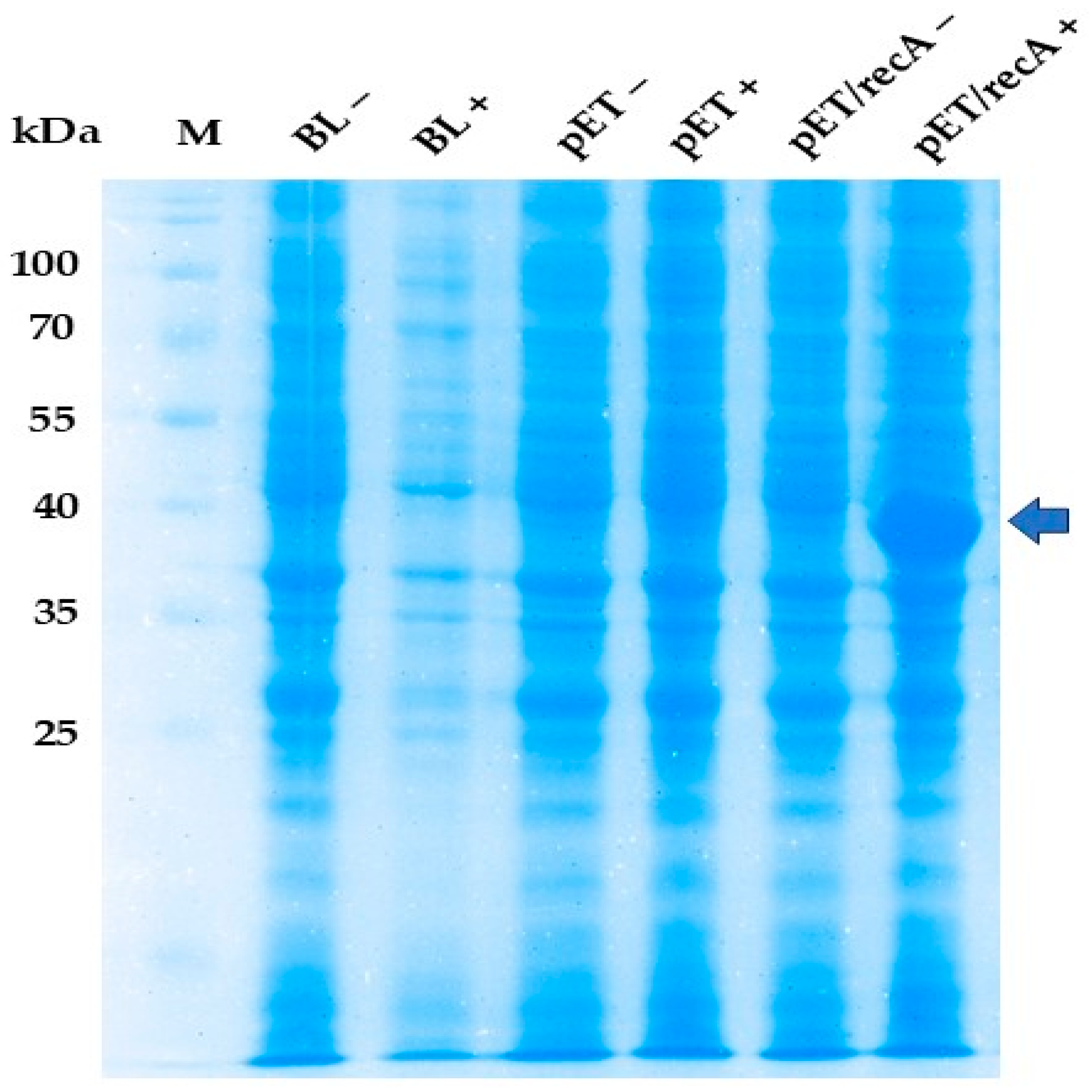 Fermentation 10 00617 g001