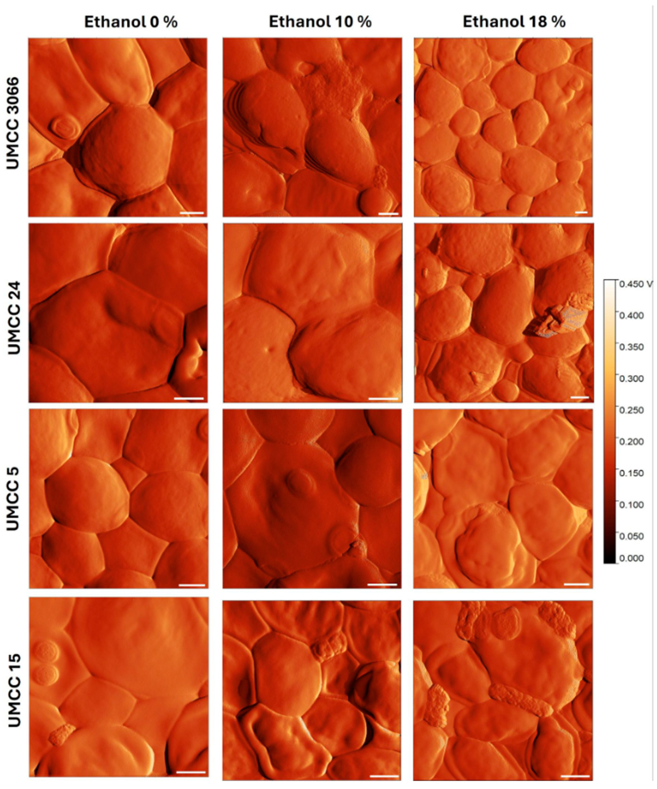 Fermentation 10 00631 g005 Fermentation 10 00631 g005