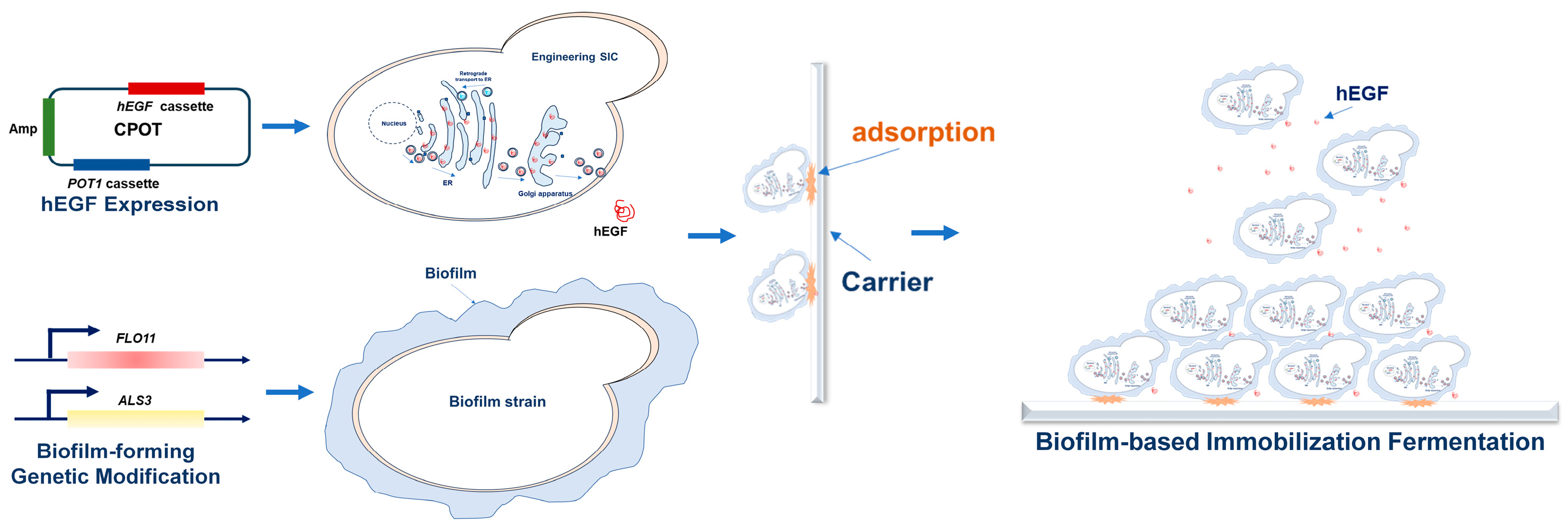 Fermentation 10 00661 g001