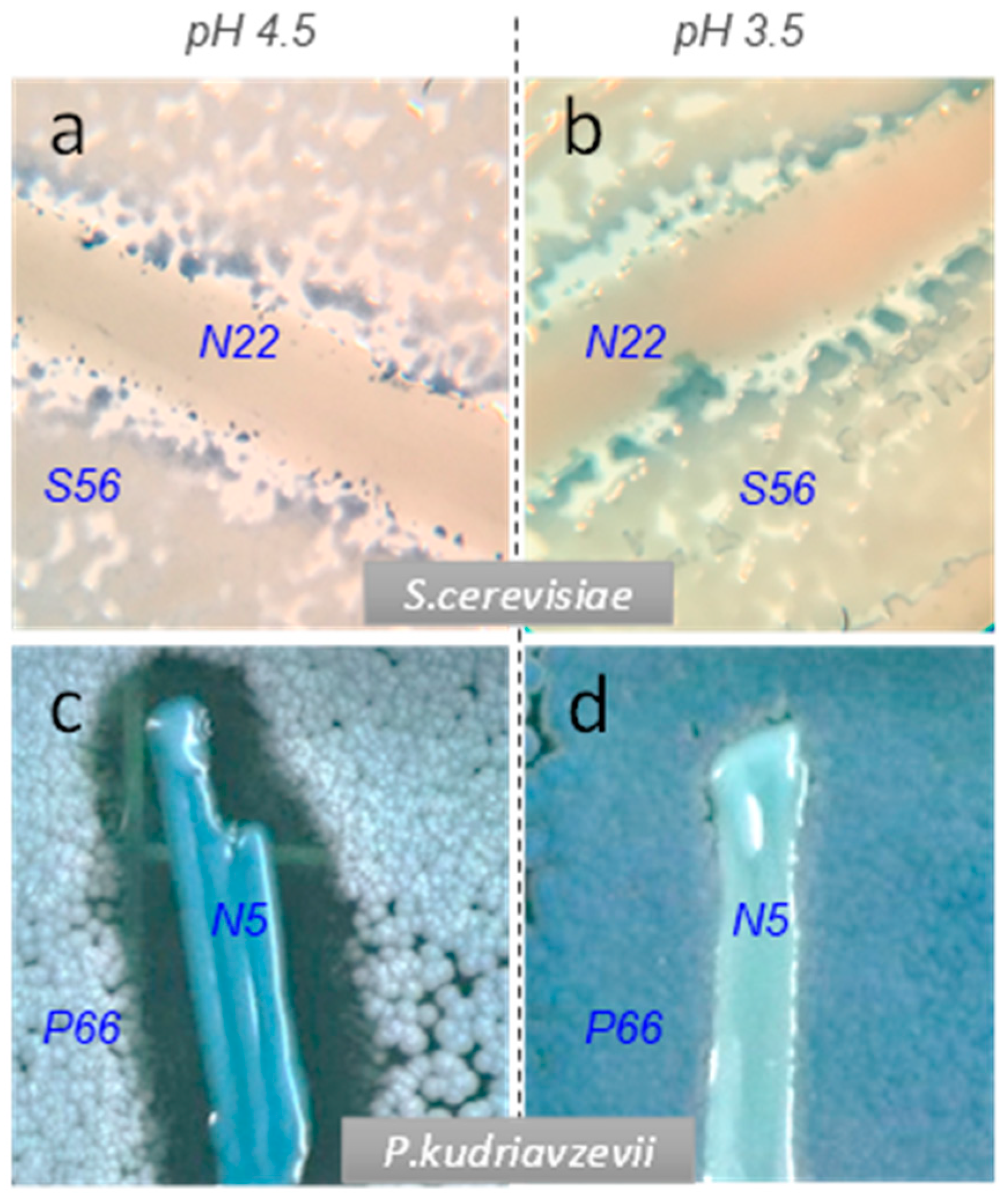 Fermentation 10 00662 g002