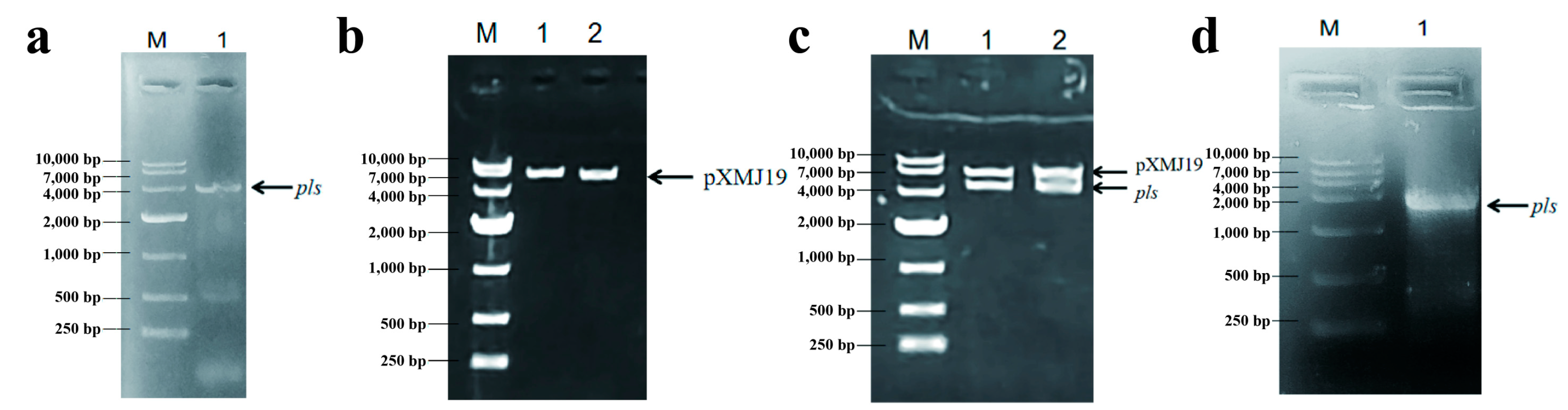Fermentation 11 00011 g001