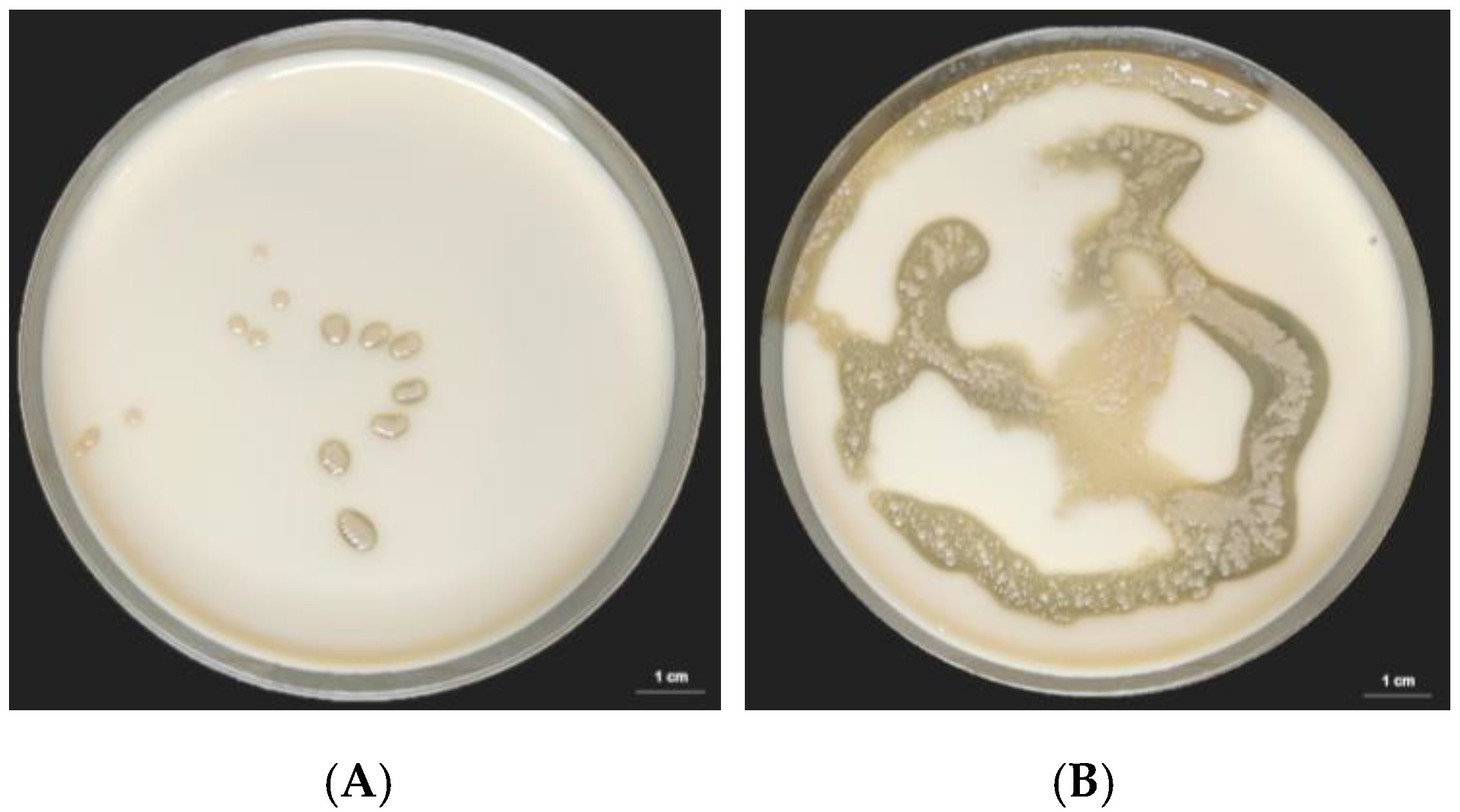Fermentation 11 00038 g003 Fermentation 11 00038 g003