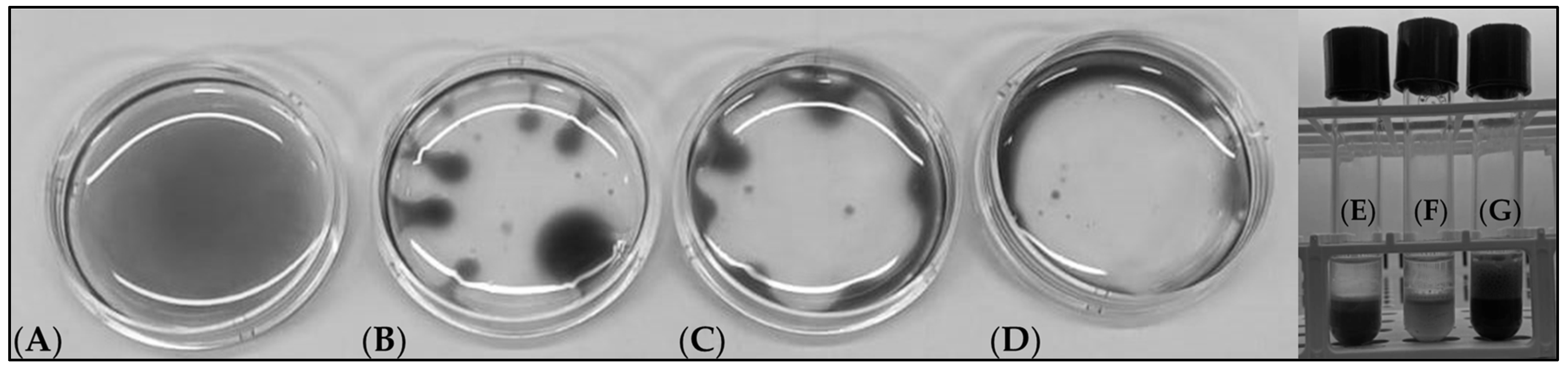 Fermentation 11 00074 g001