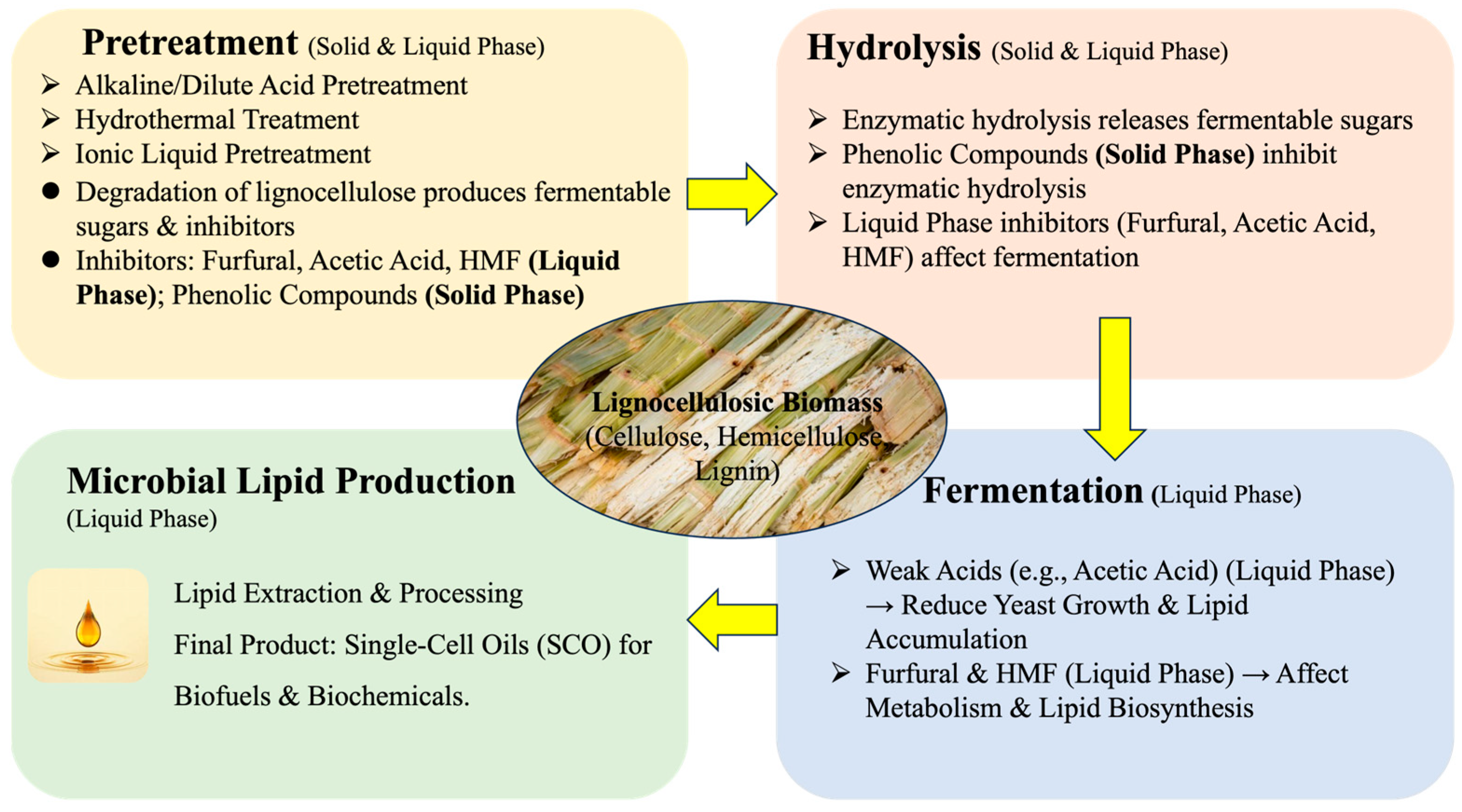 アメリカ通販ファッション of Effects Lignocellulosic Hydrolysate Biomass-Derived デュエルマスターズ