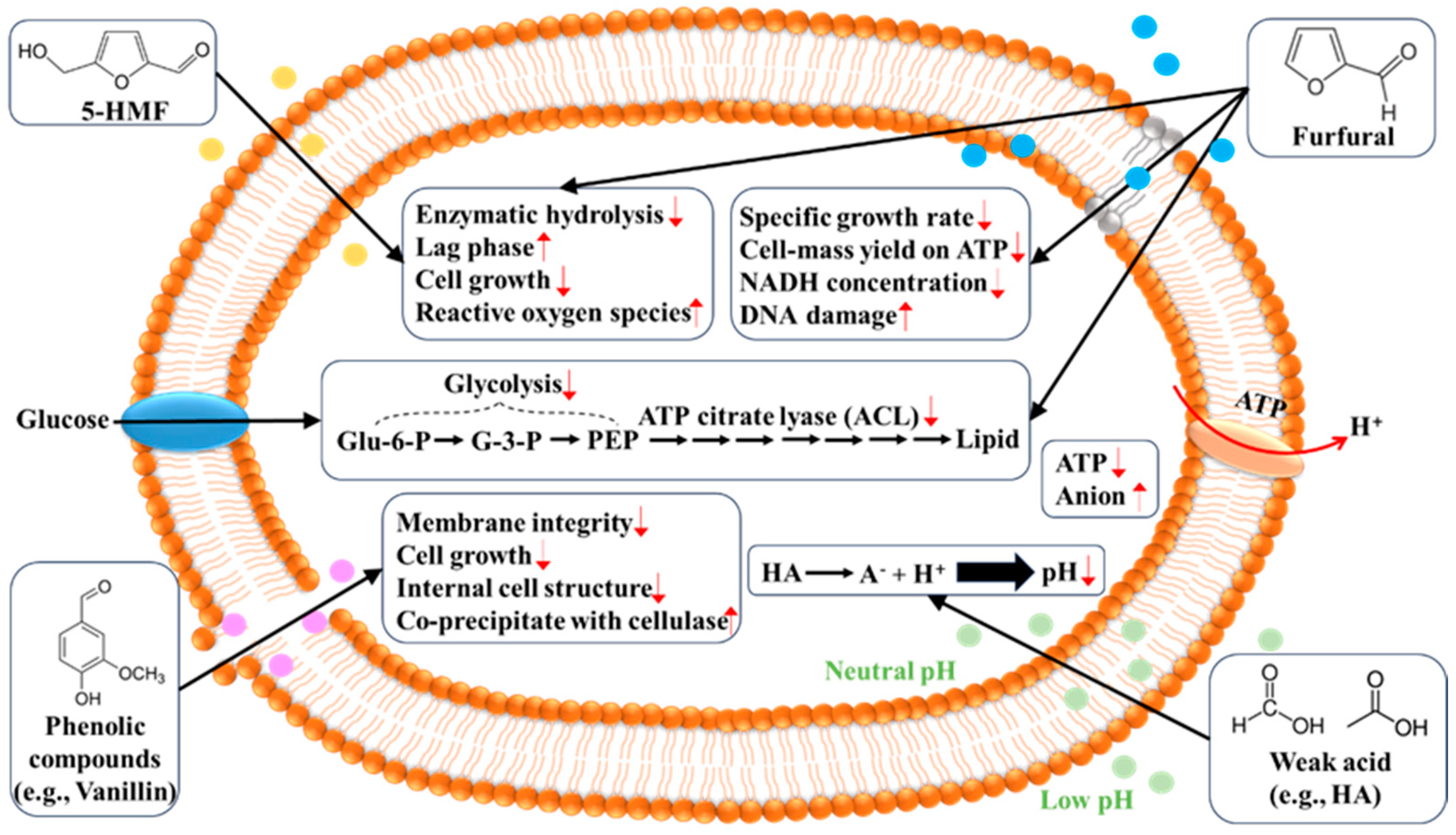 ファッションアイテム人気ランキング Effects of Hydrolysate Biomass-Derived Lignocellulosic デュエルマスターズ
