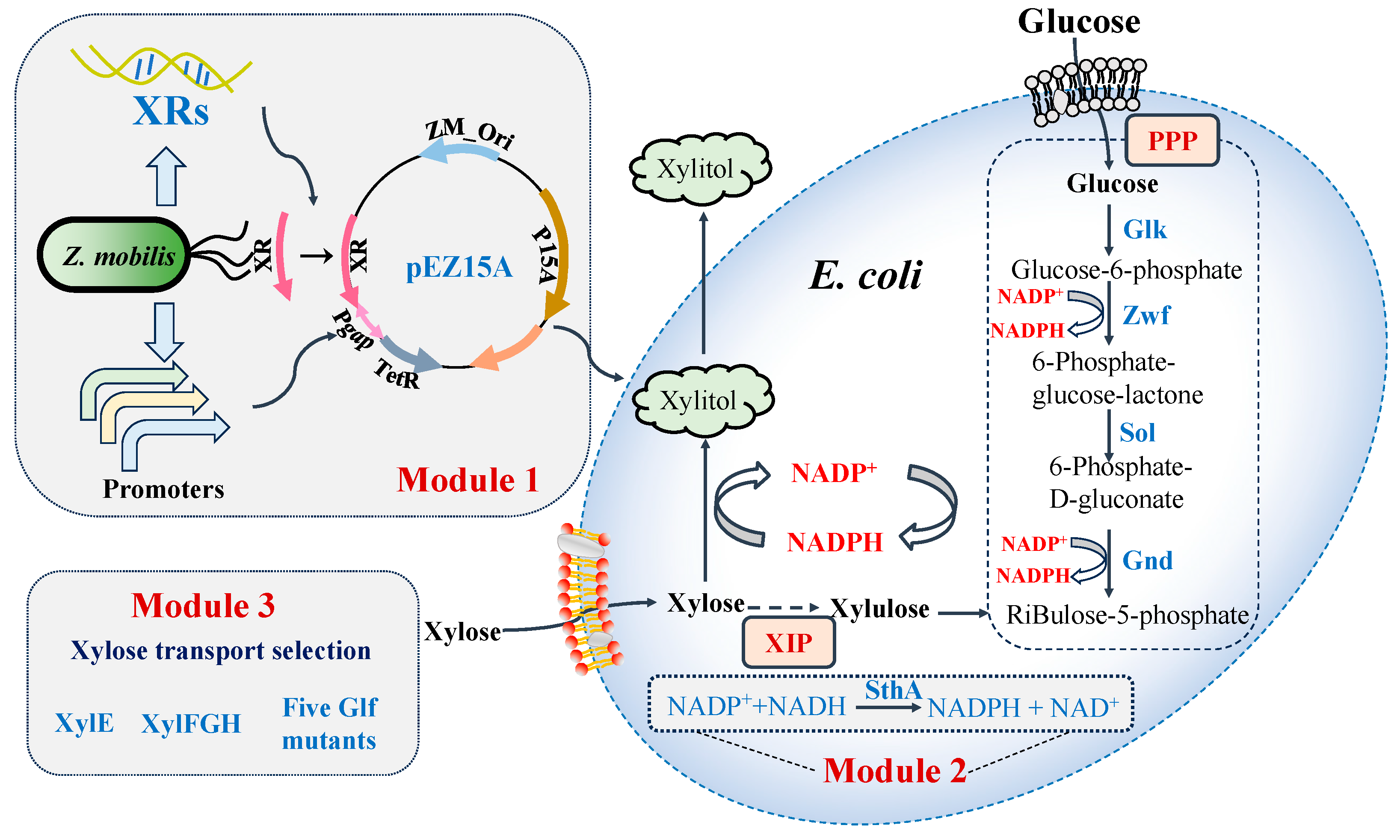 Fermentation 11 00131 g001