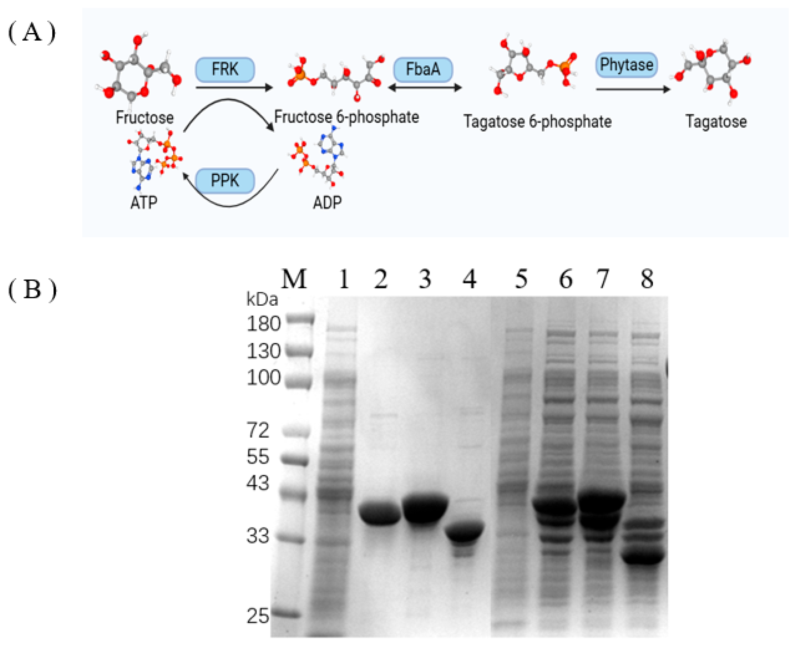 Fermentation 11 00139 g001
