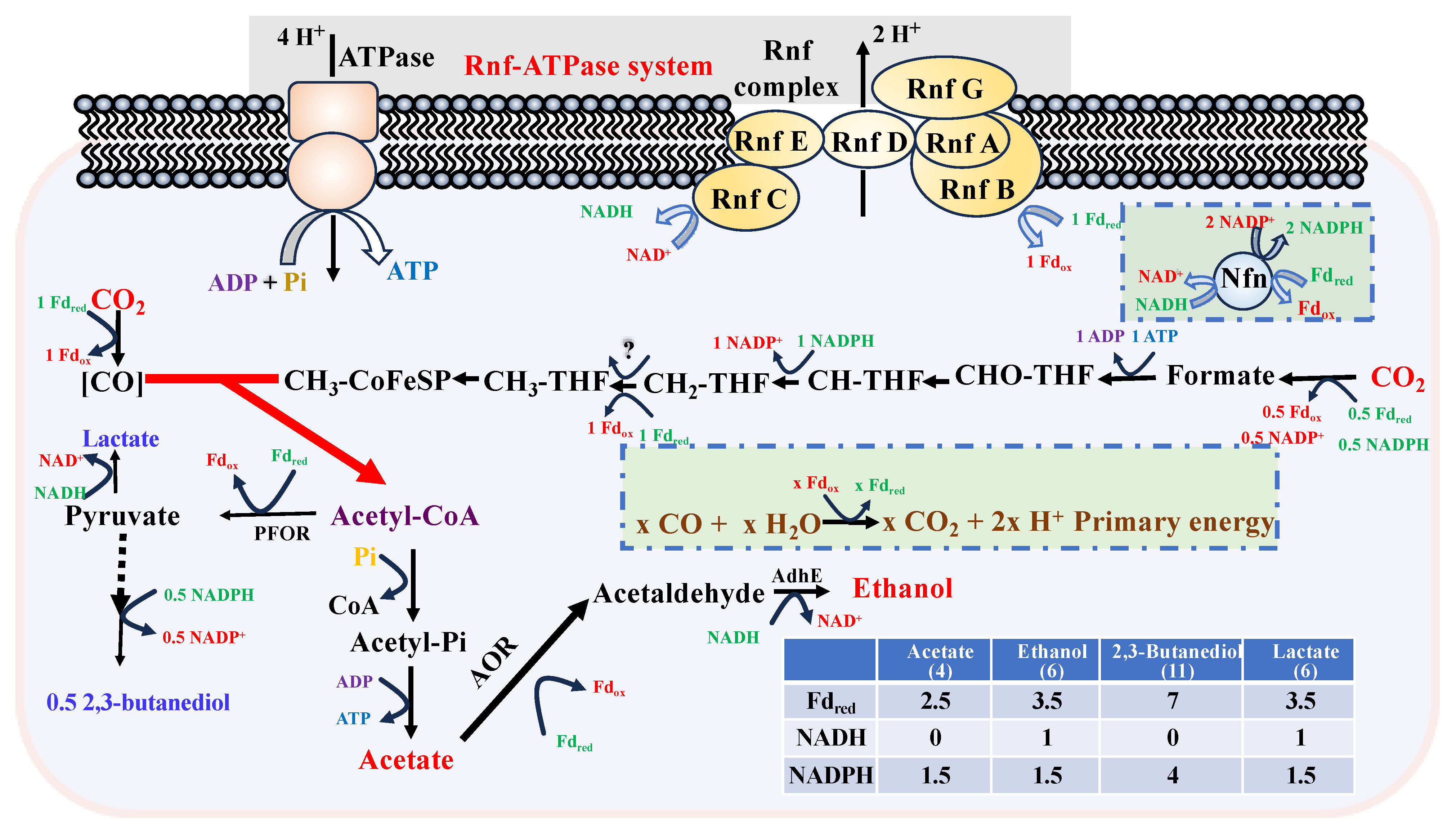 Fermentation 11 00154 g005