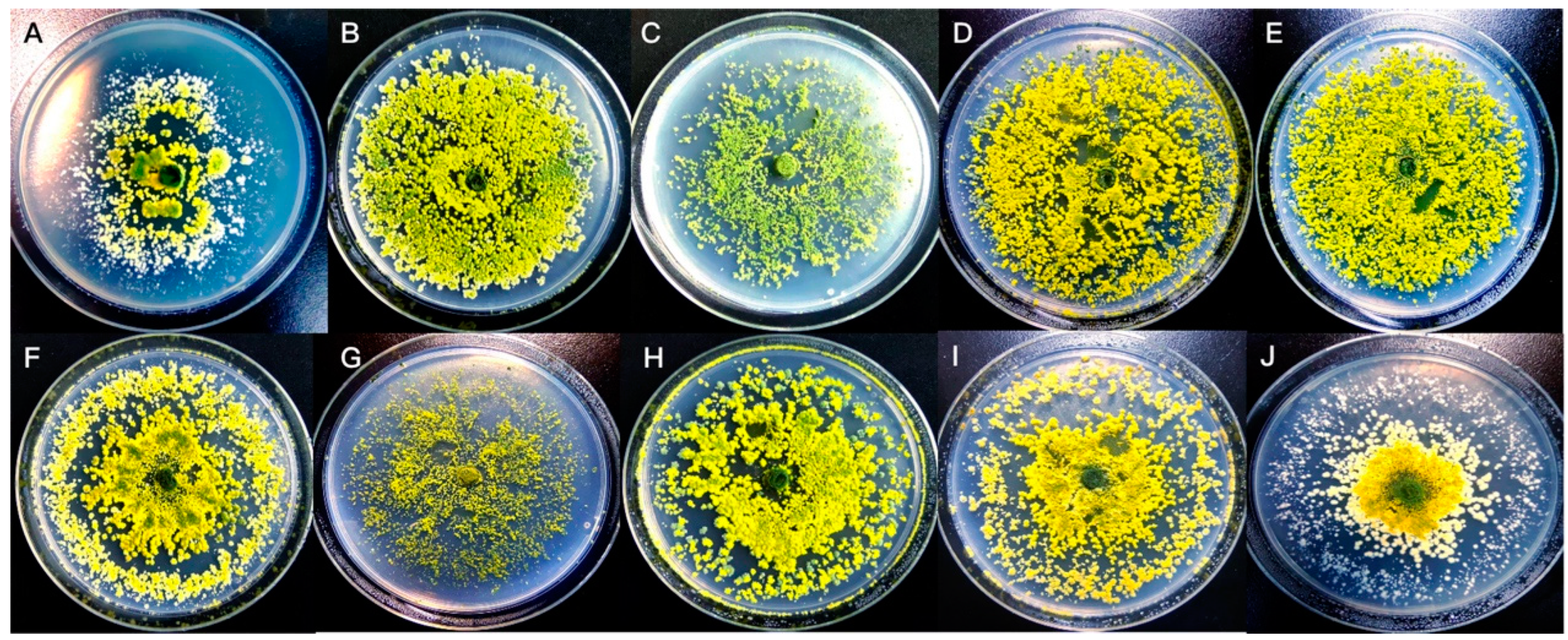 Fermentation 11 00181 g005