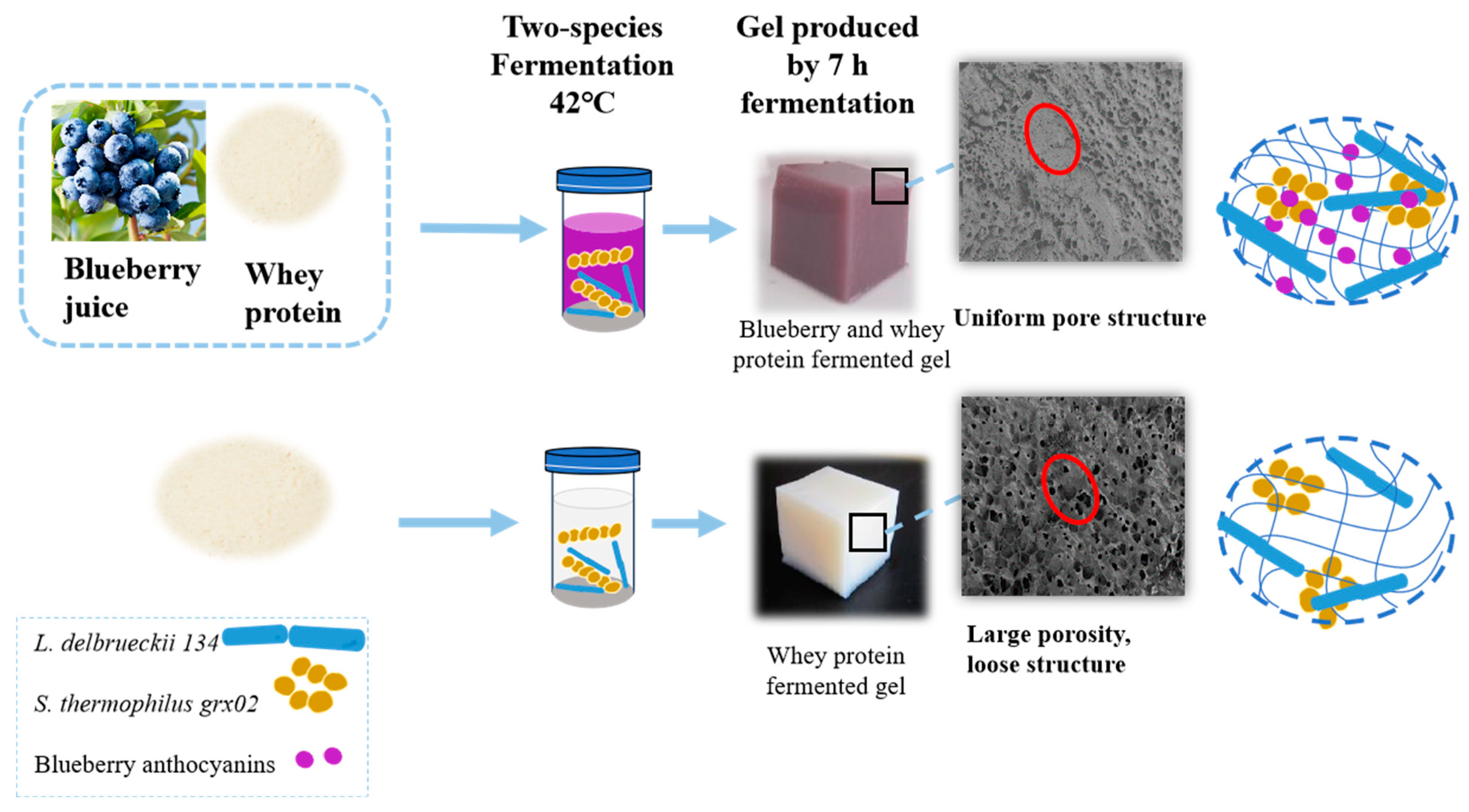 Fermentation 11 00205 sch001