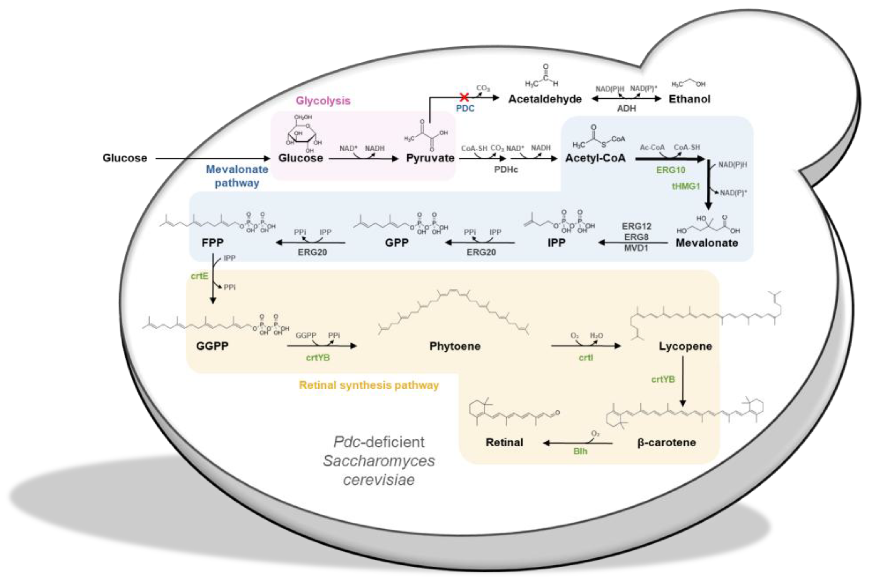 Fermentation 11 00214 g001