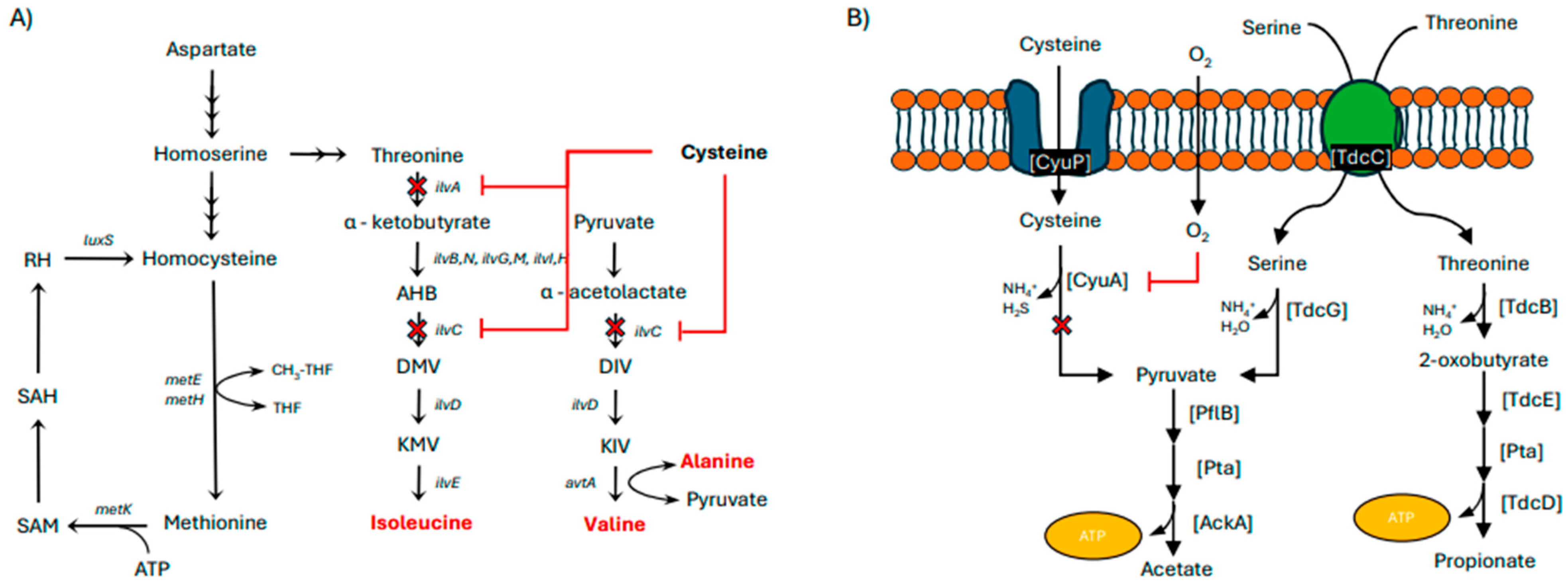 Fermentation 11 00239 g003