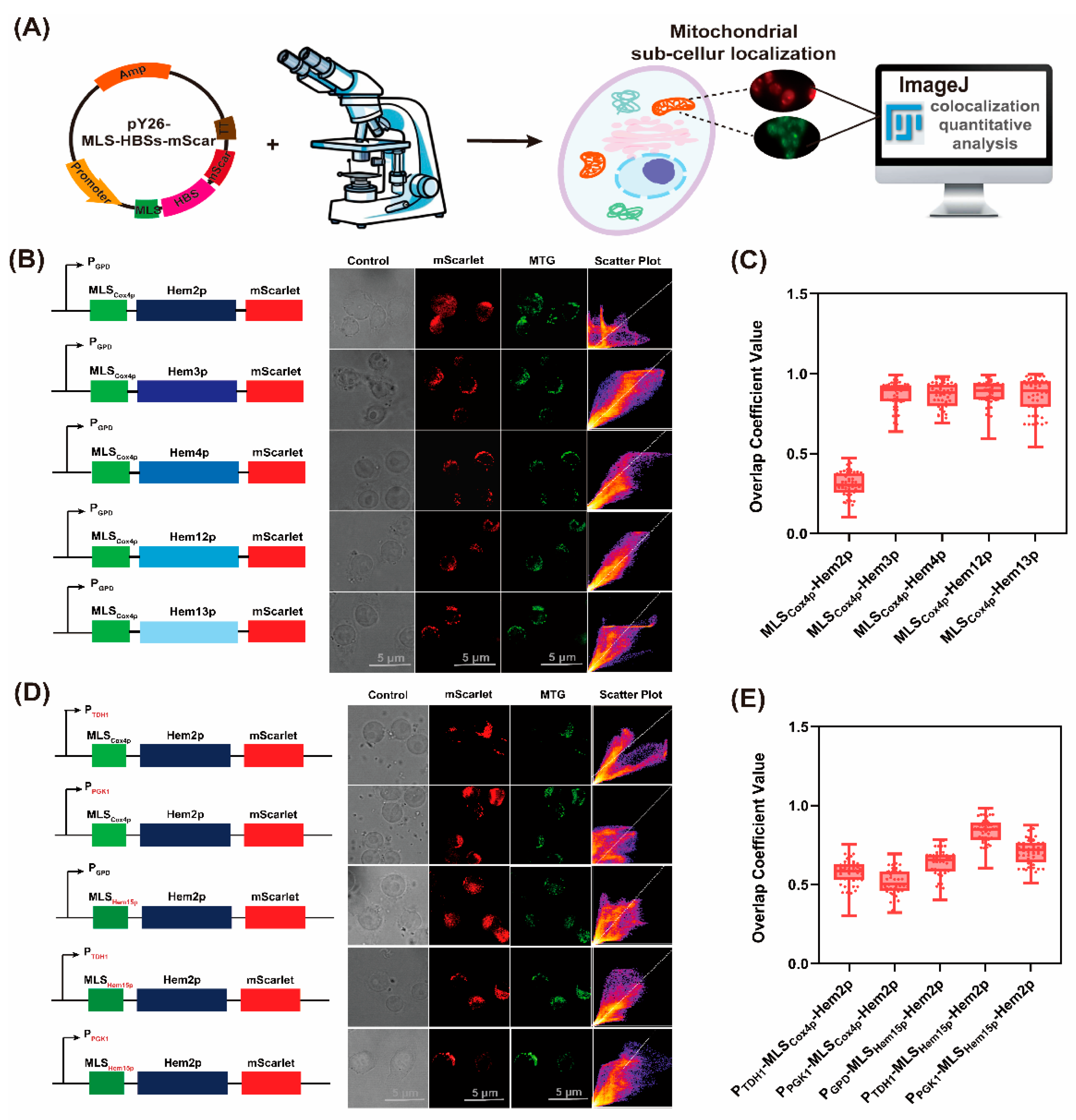 Fermentation 11 00246 g002