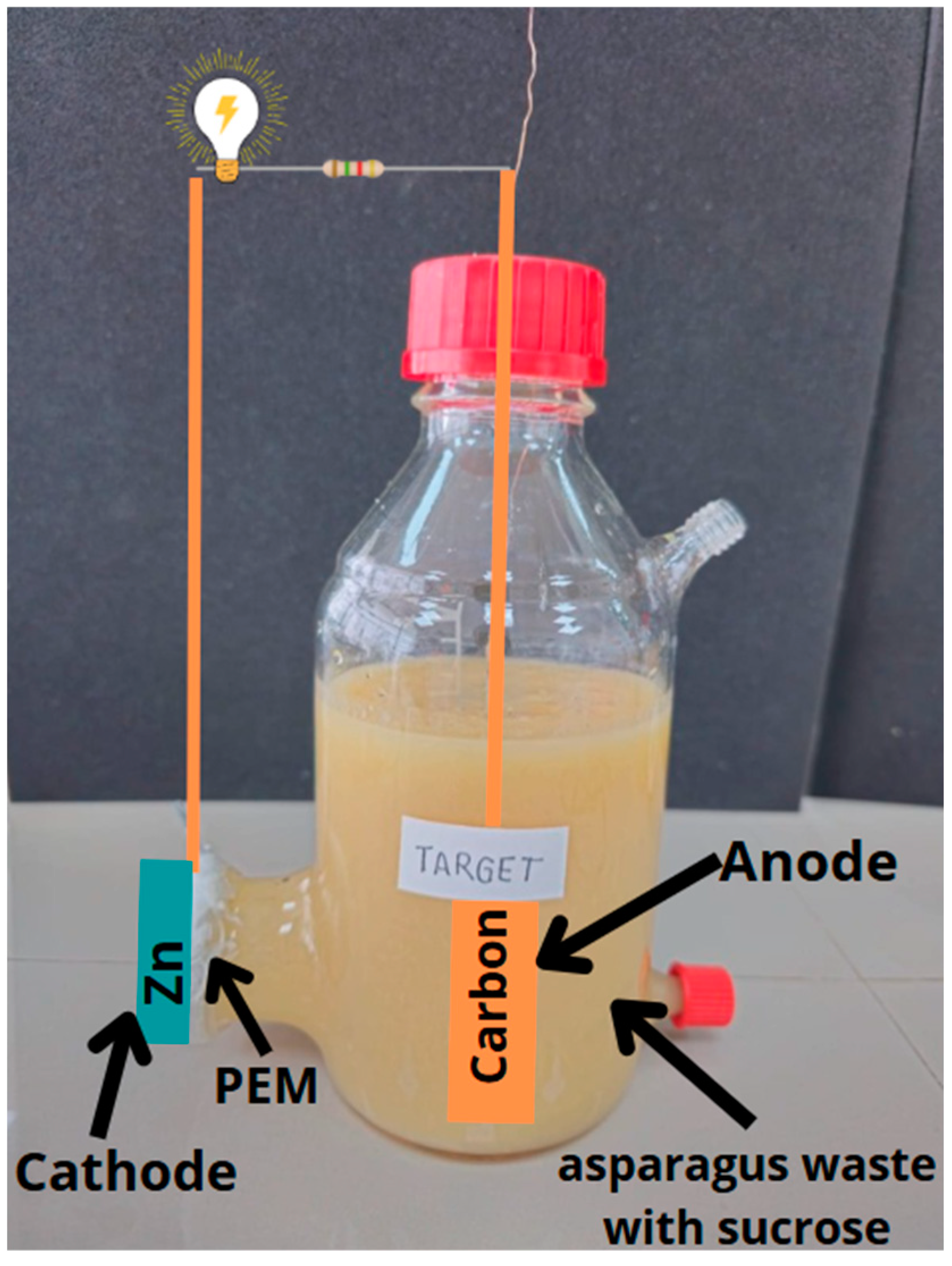 Fermentation 11 00260 g001