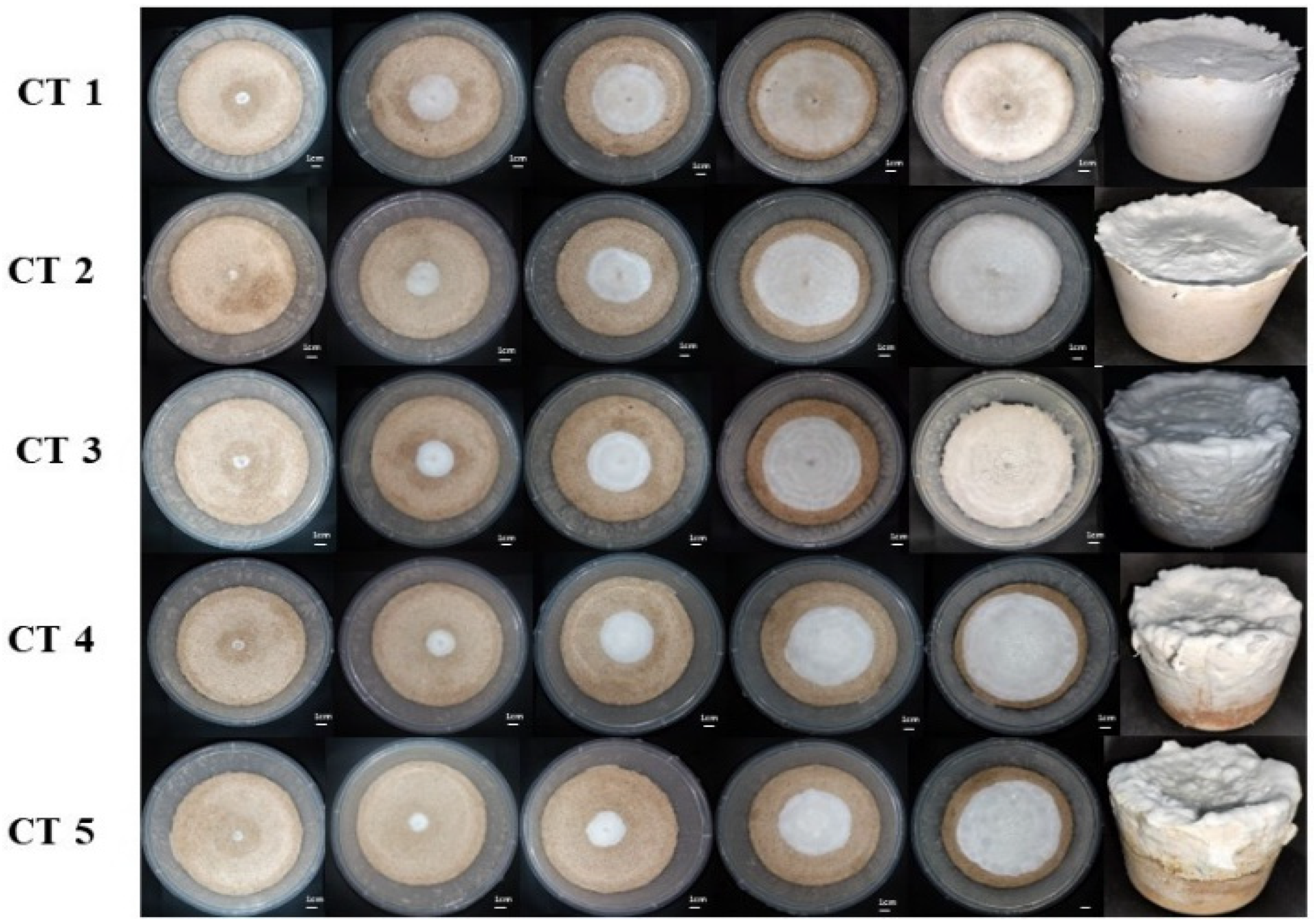 Fermentation 11 00271 g001