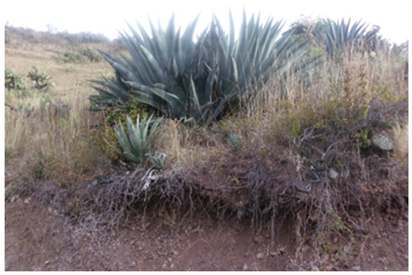 Fermentation 11 00281 g001 Fermentation 11 00281 g001