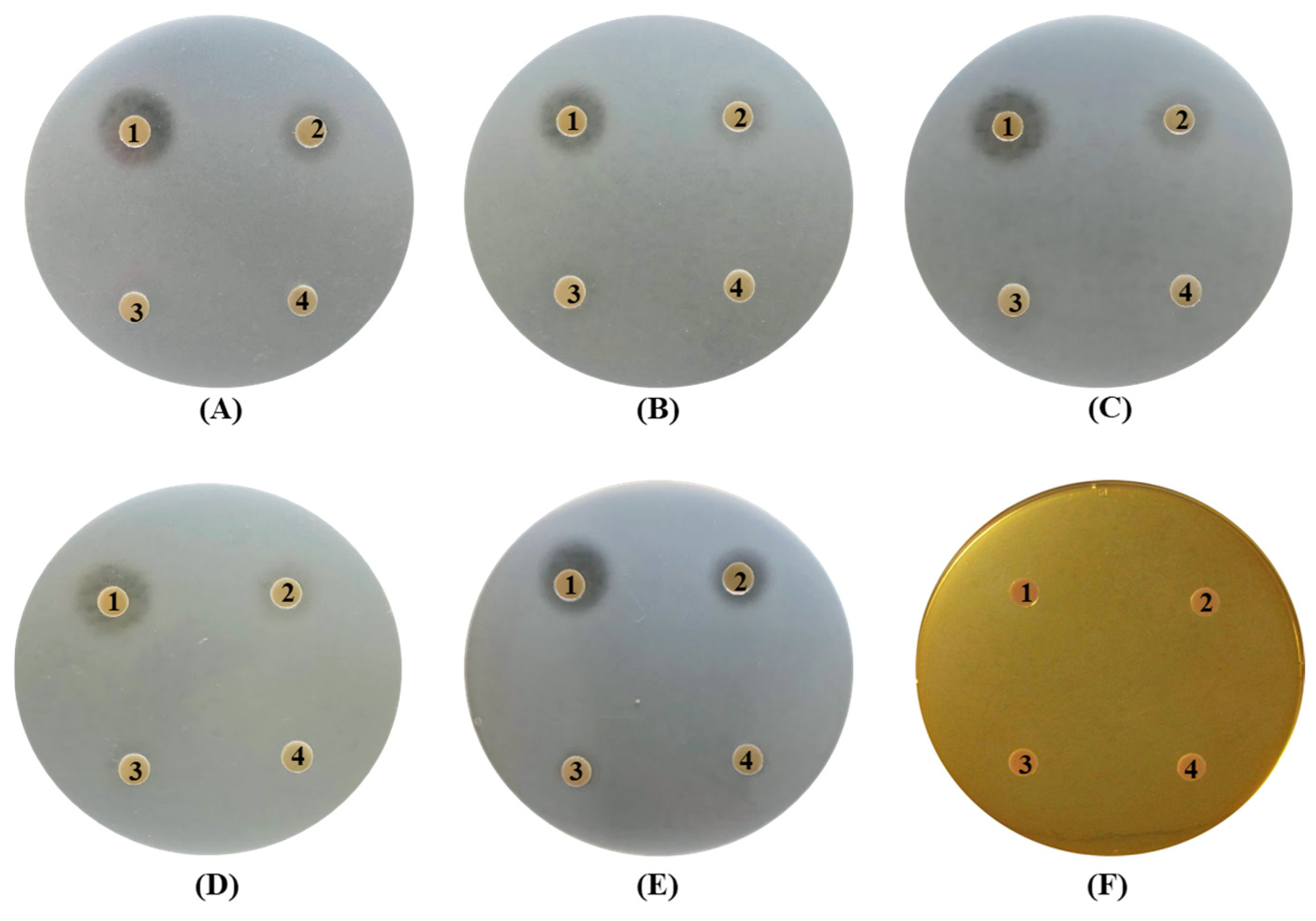 Fermentation 11 00286 g005
