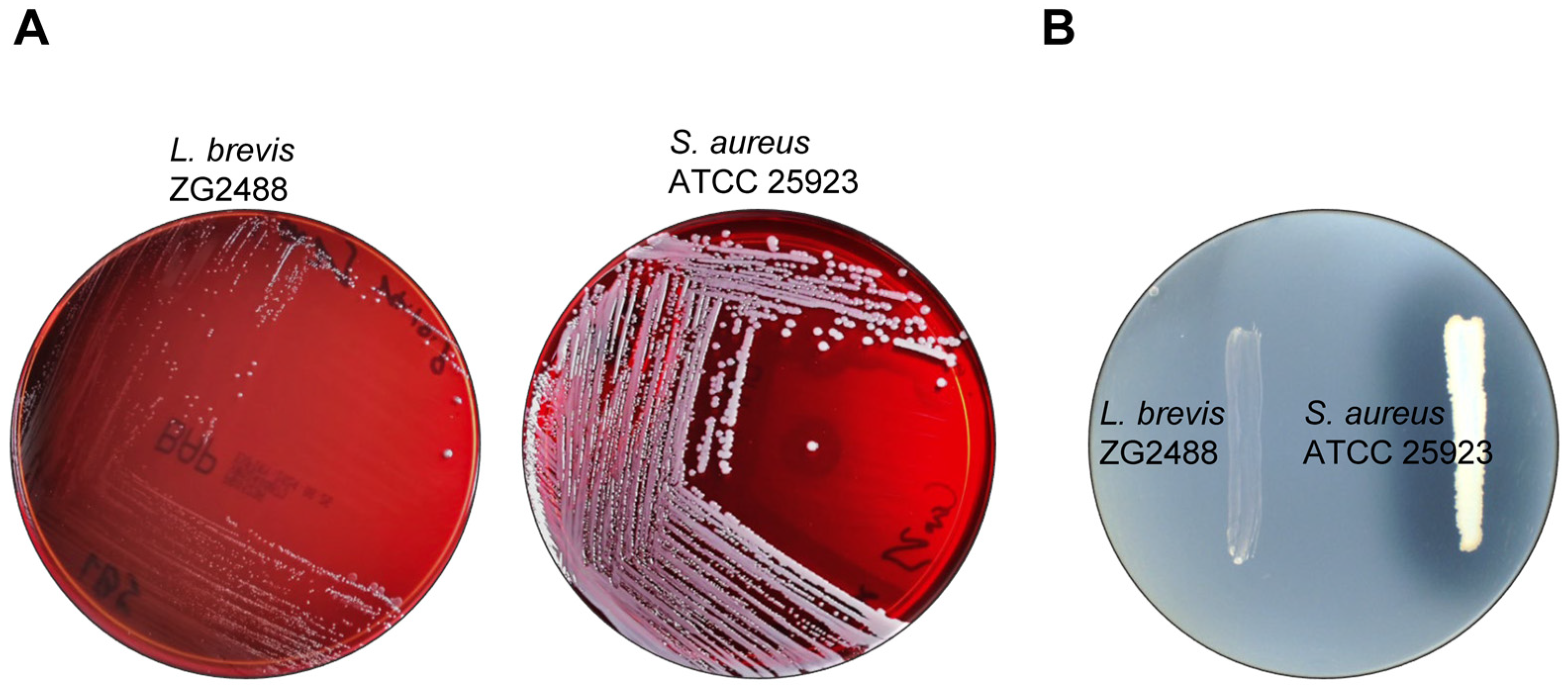 Fermentation 11 00287 g003