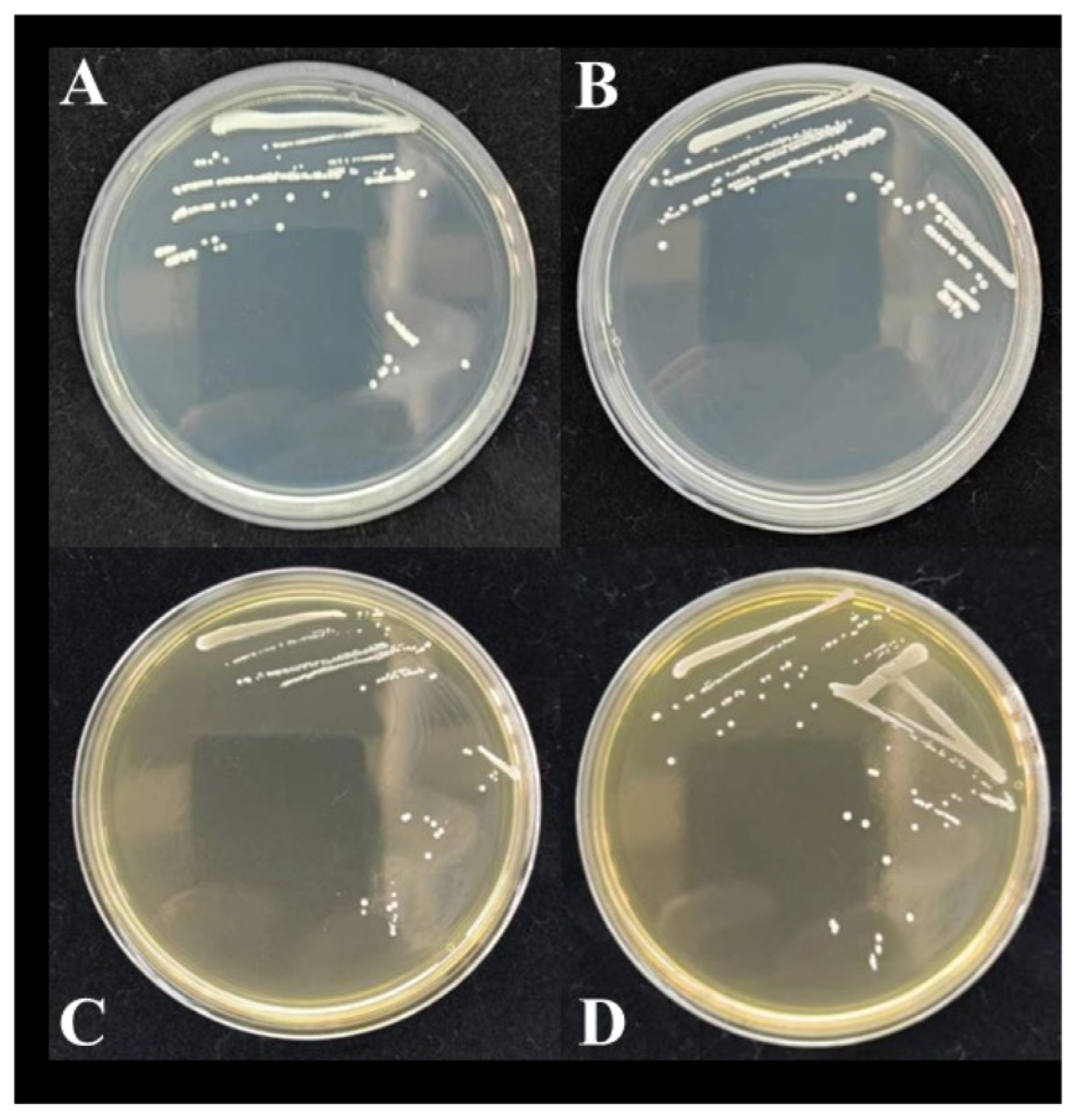 Fermentation 11 00306 g001