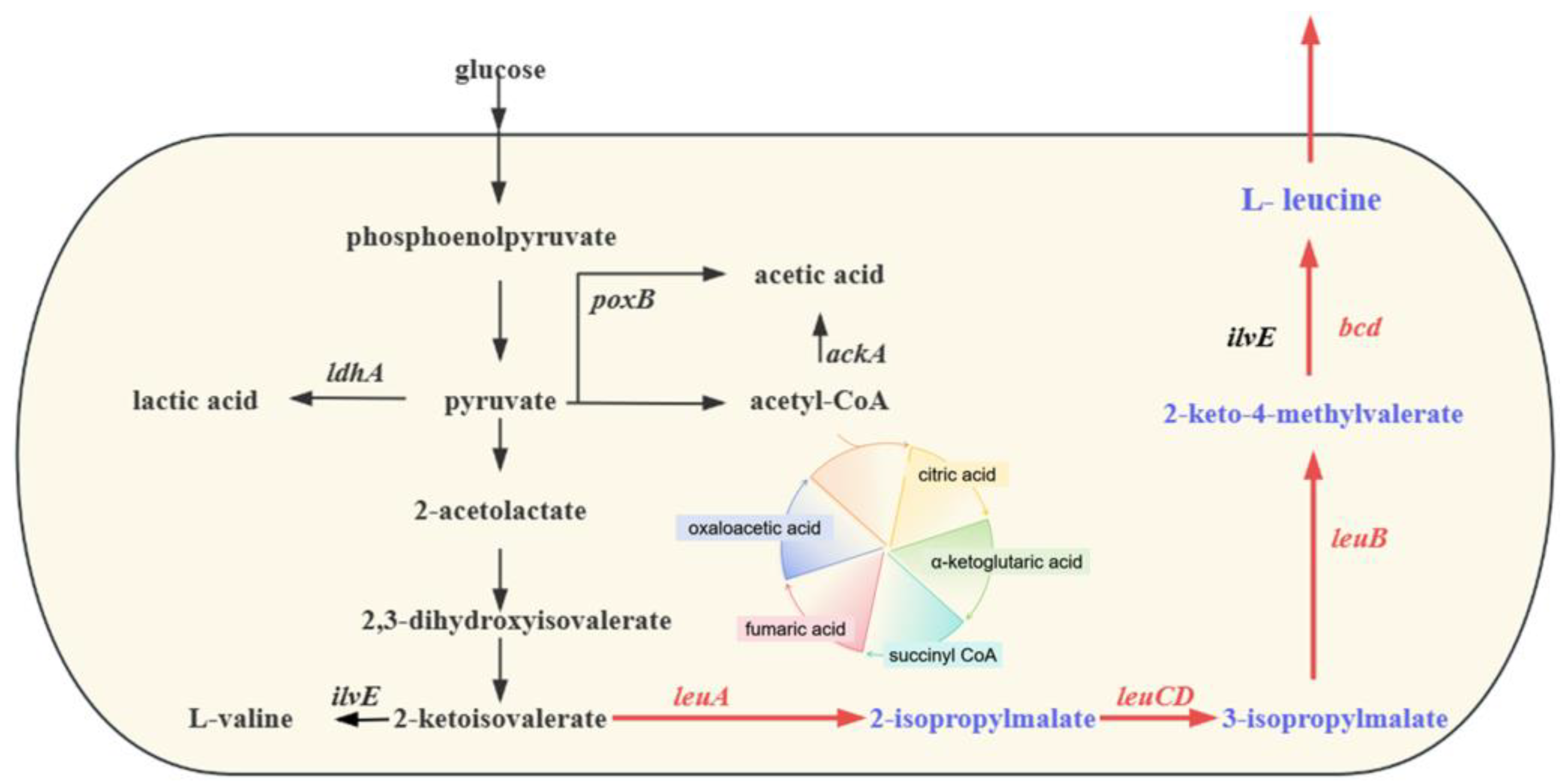 Fermentation 11 00314 g001