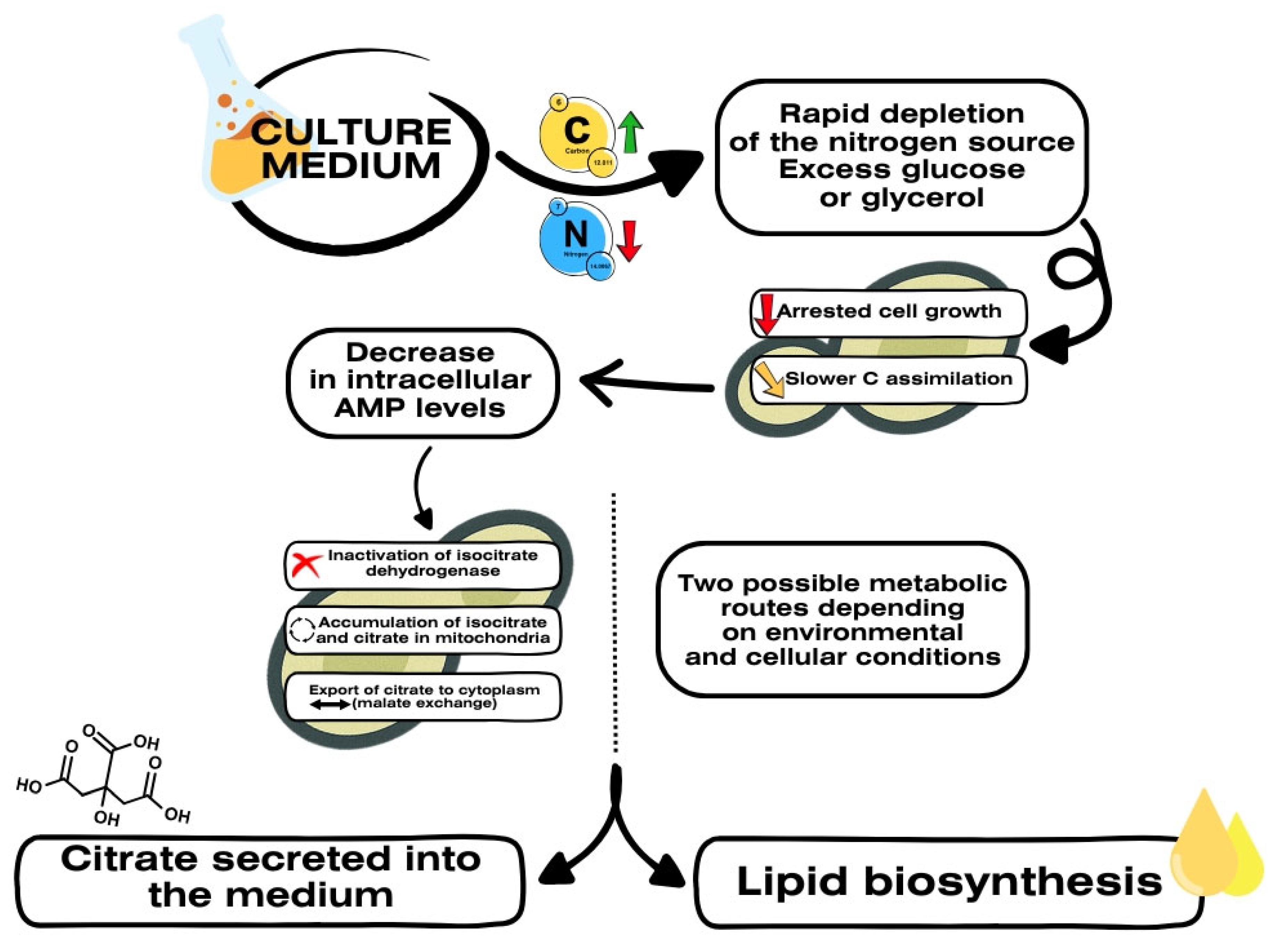 Fermentation 11 00326 g001