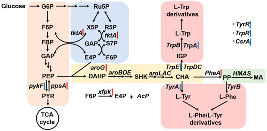 Metabolic Engineering of Escherichia coli for De Novo Biosynthesis of ...