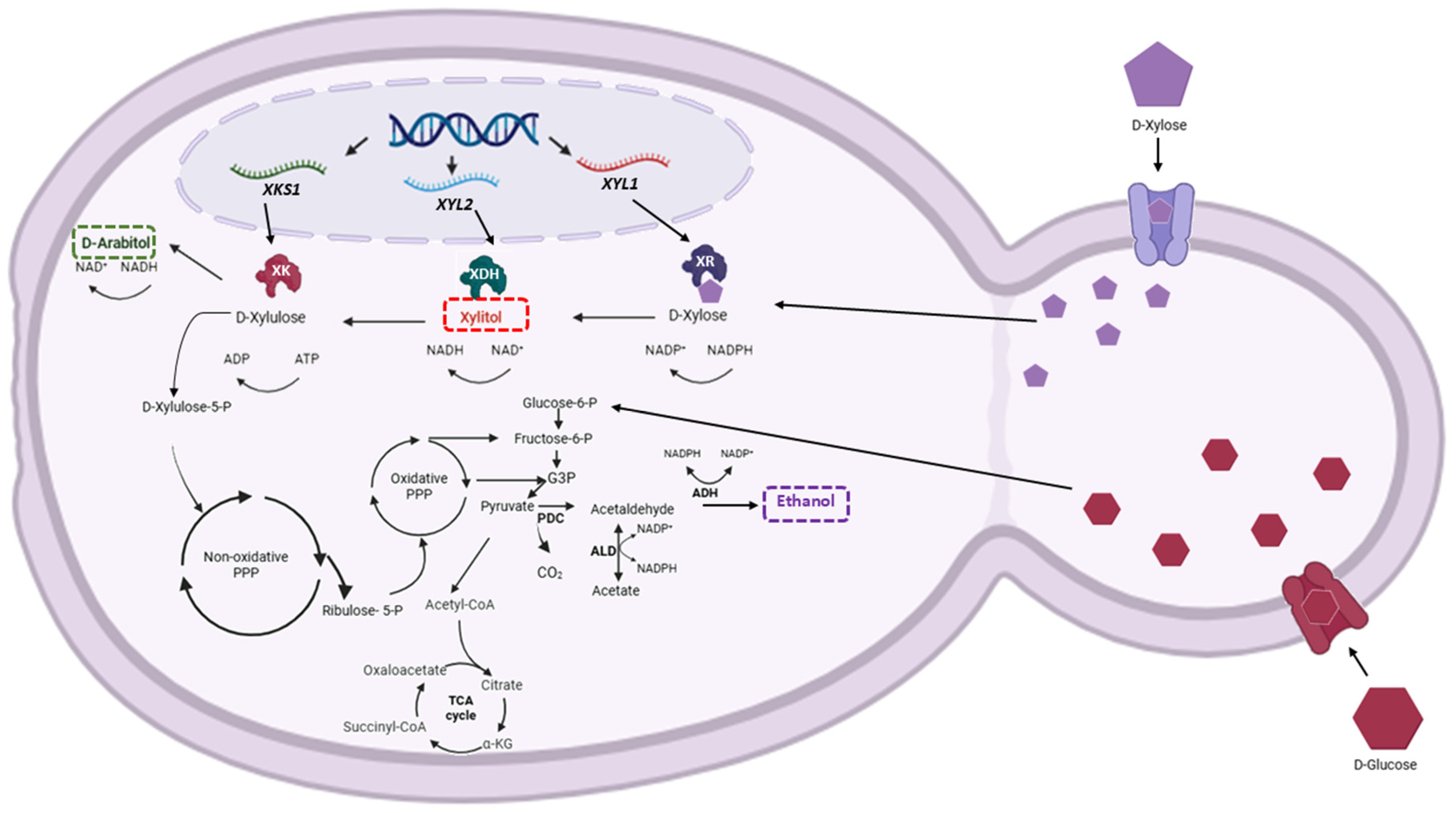 Fermentation 11 00344 g001