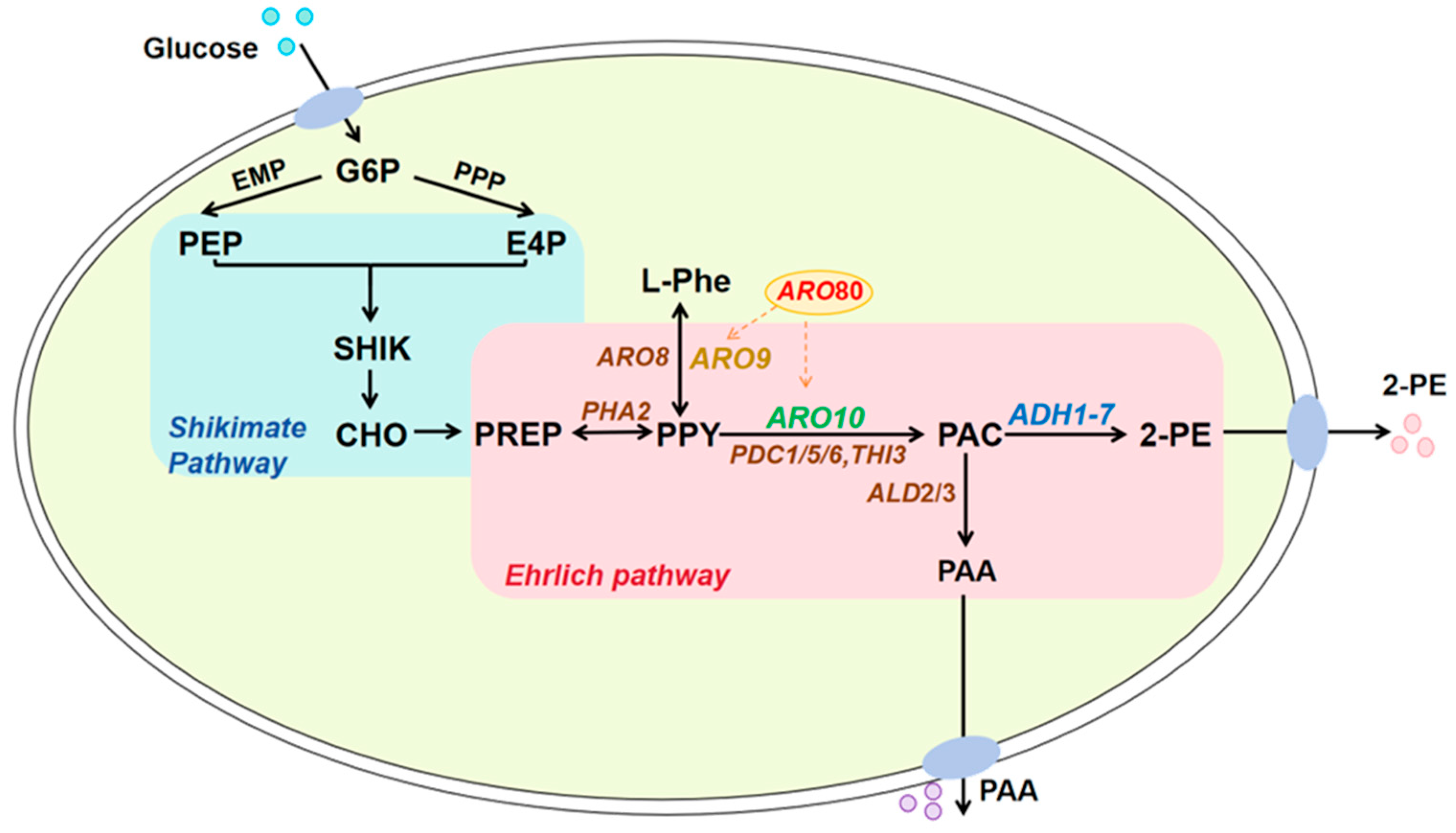 Fermentation 11 00345 g001