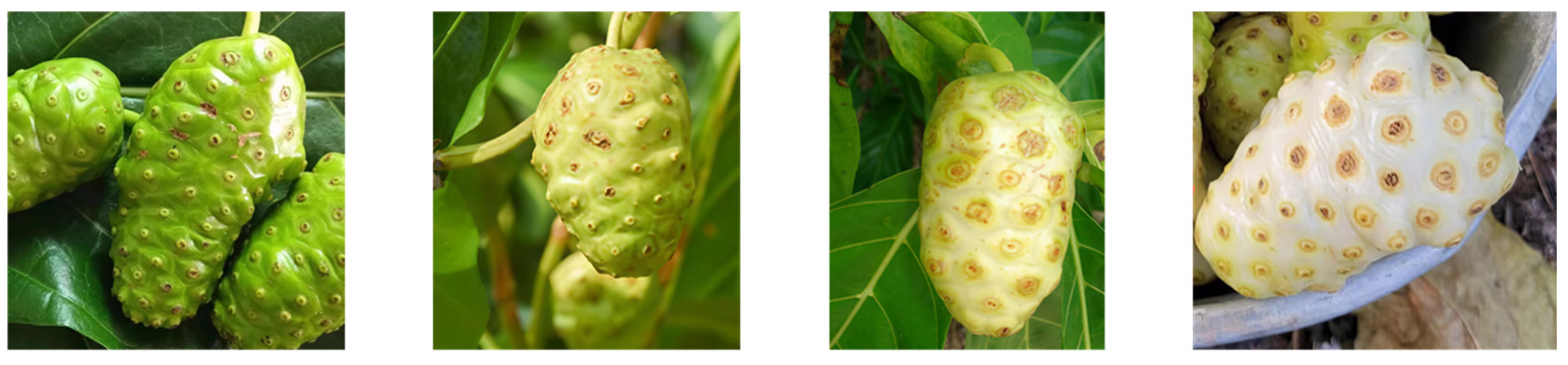 Fermentation 11 00358 g001