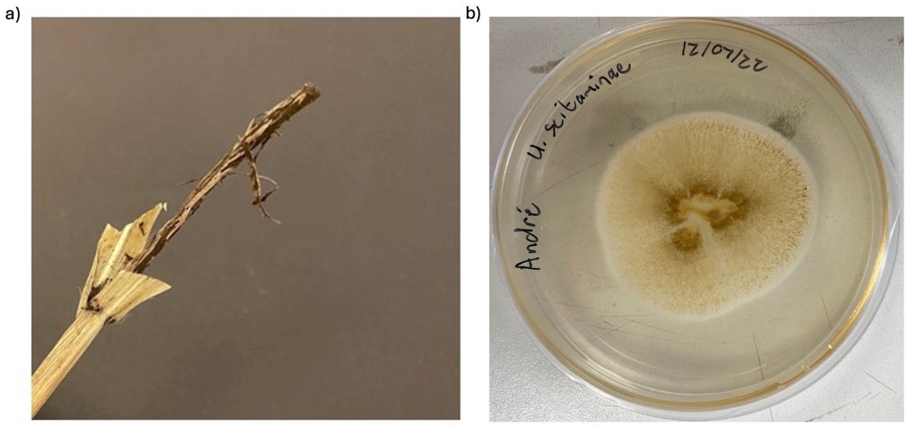 Fermentation 11 00384 g002