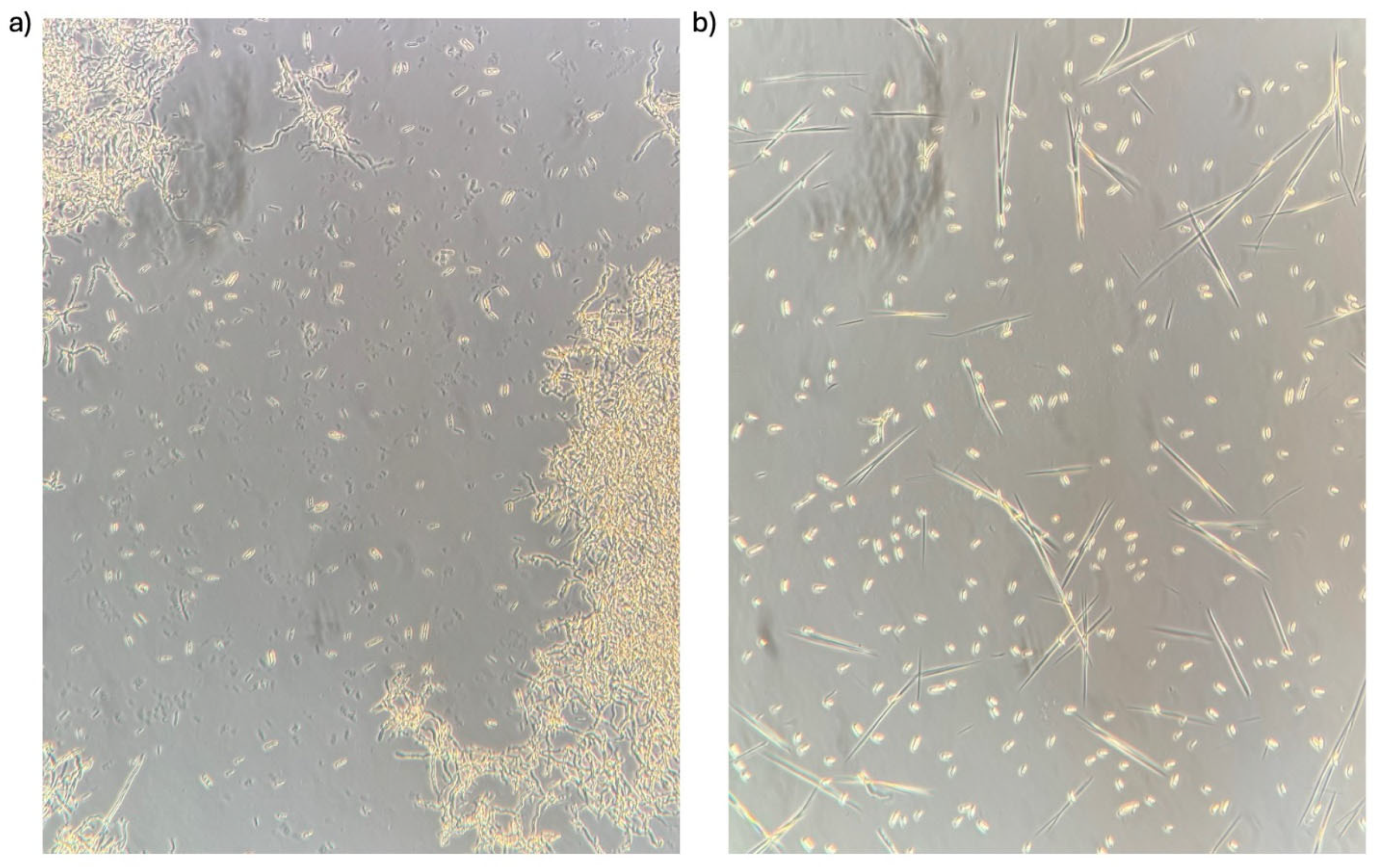 Fermentation 11 00384 g004