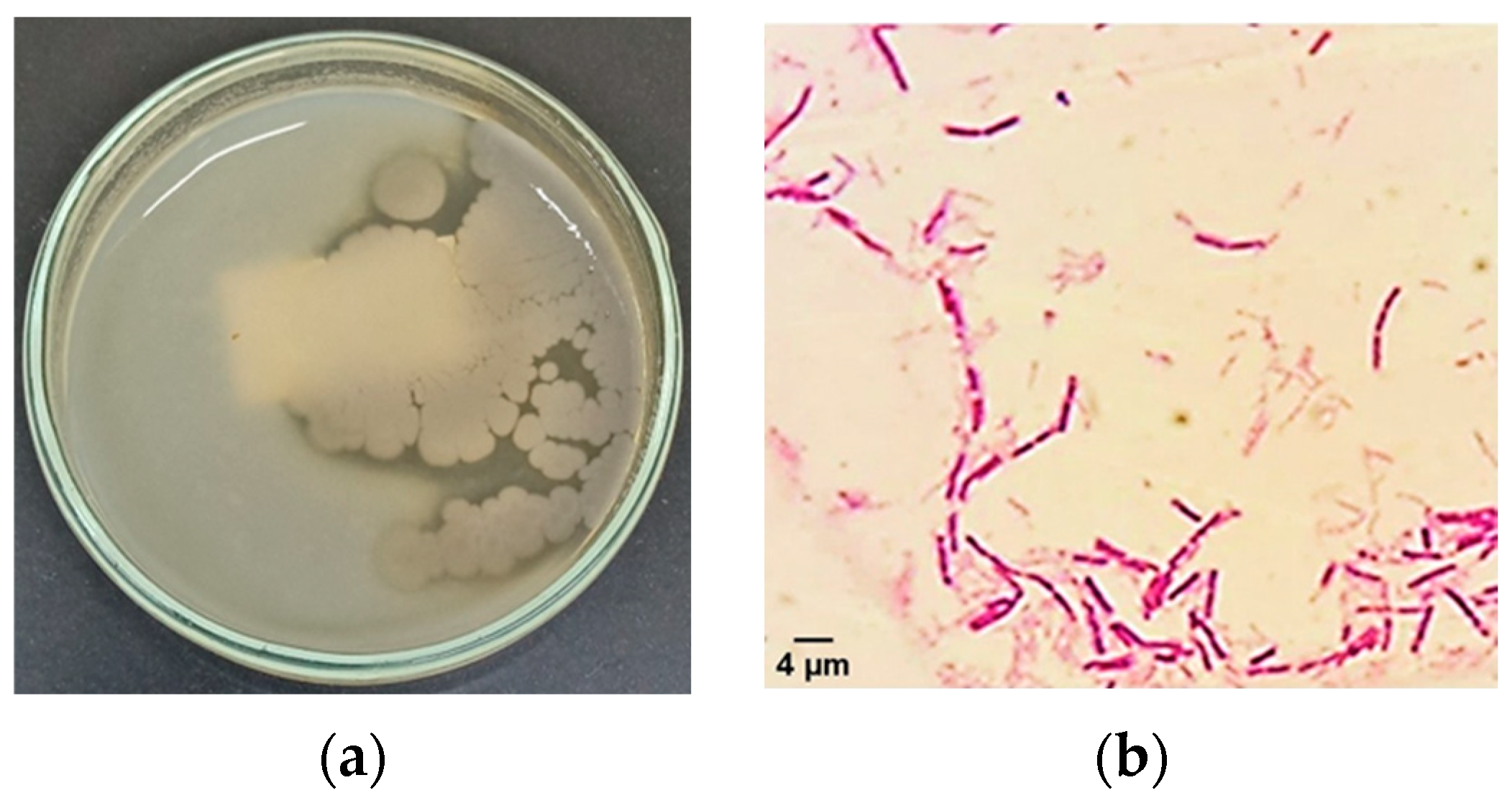 Fermentation 11 00397 g003