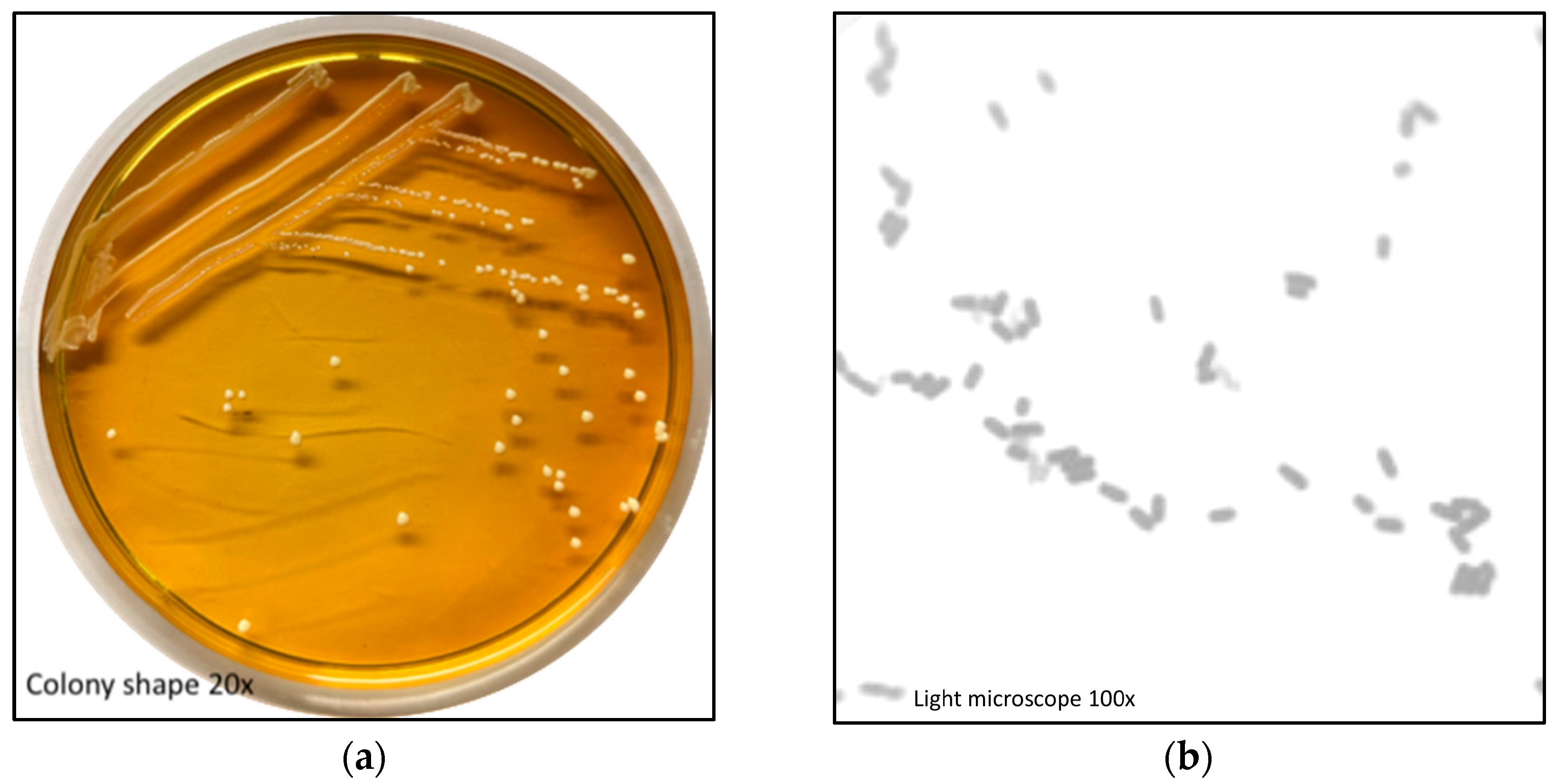 Fermentation 11 00403 g001