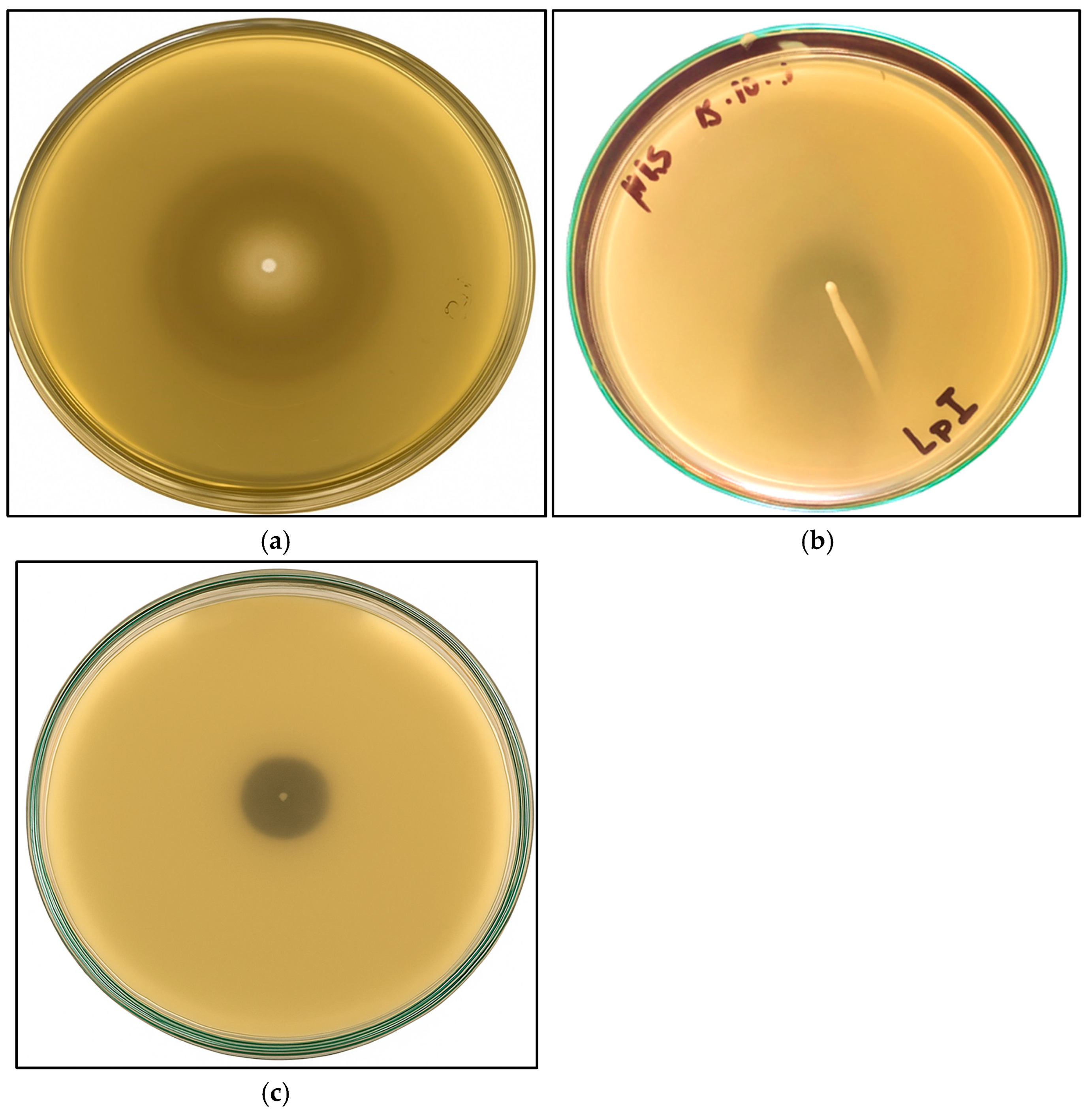 Fermentation 11 00403 g002