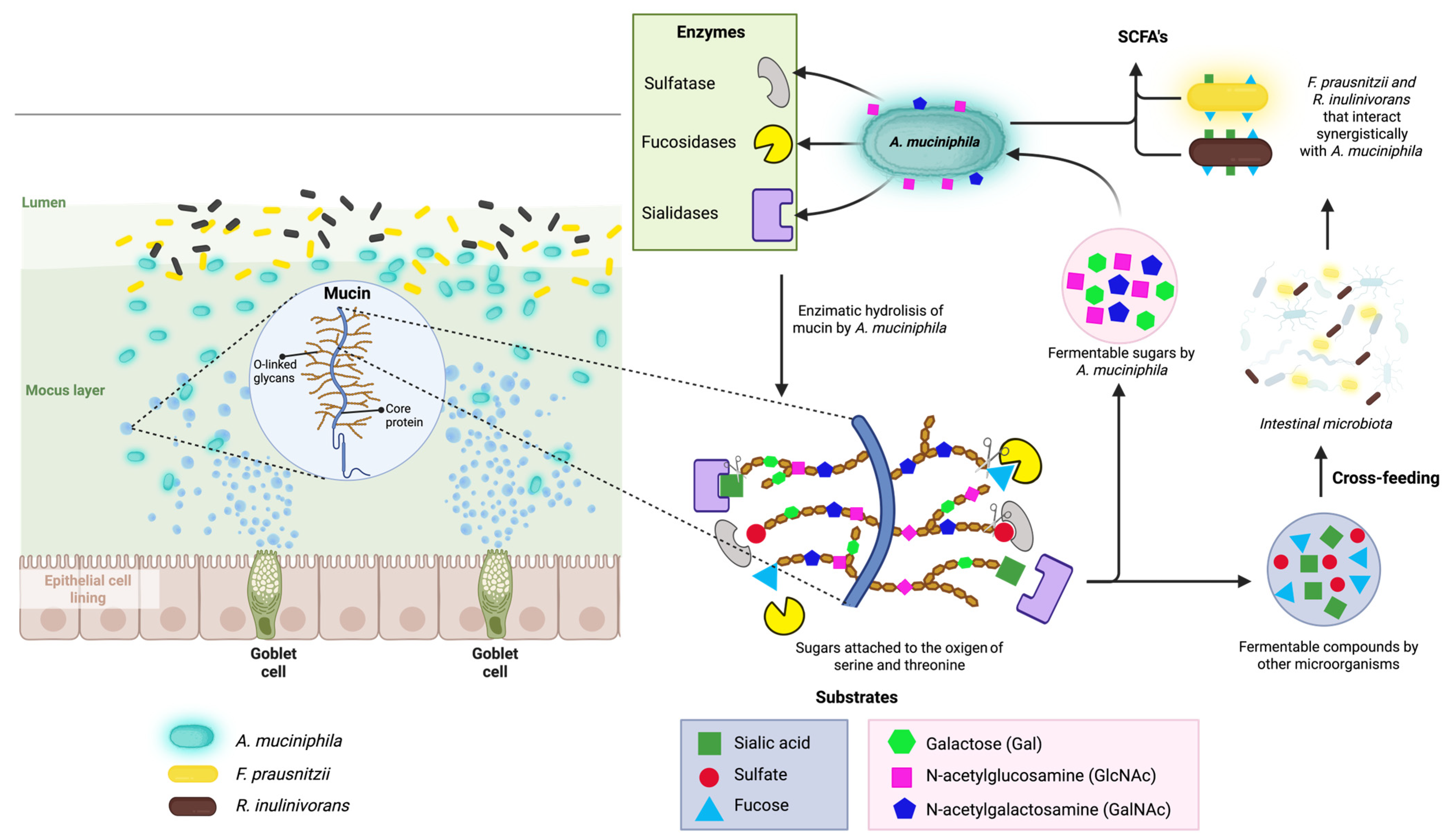 Fermentation 11 00427 g003