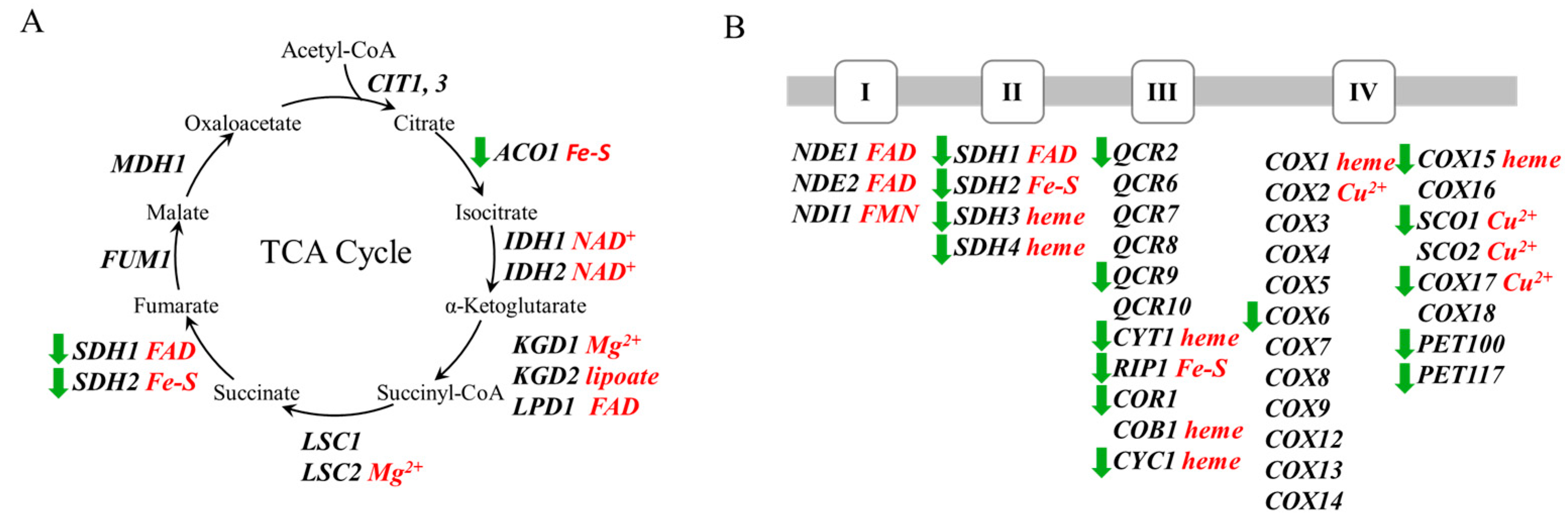 Fermentation 11 00432 g004