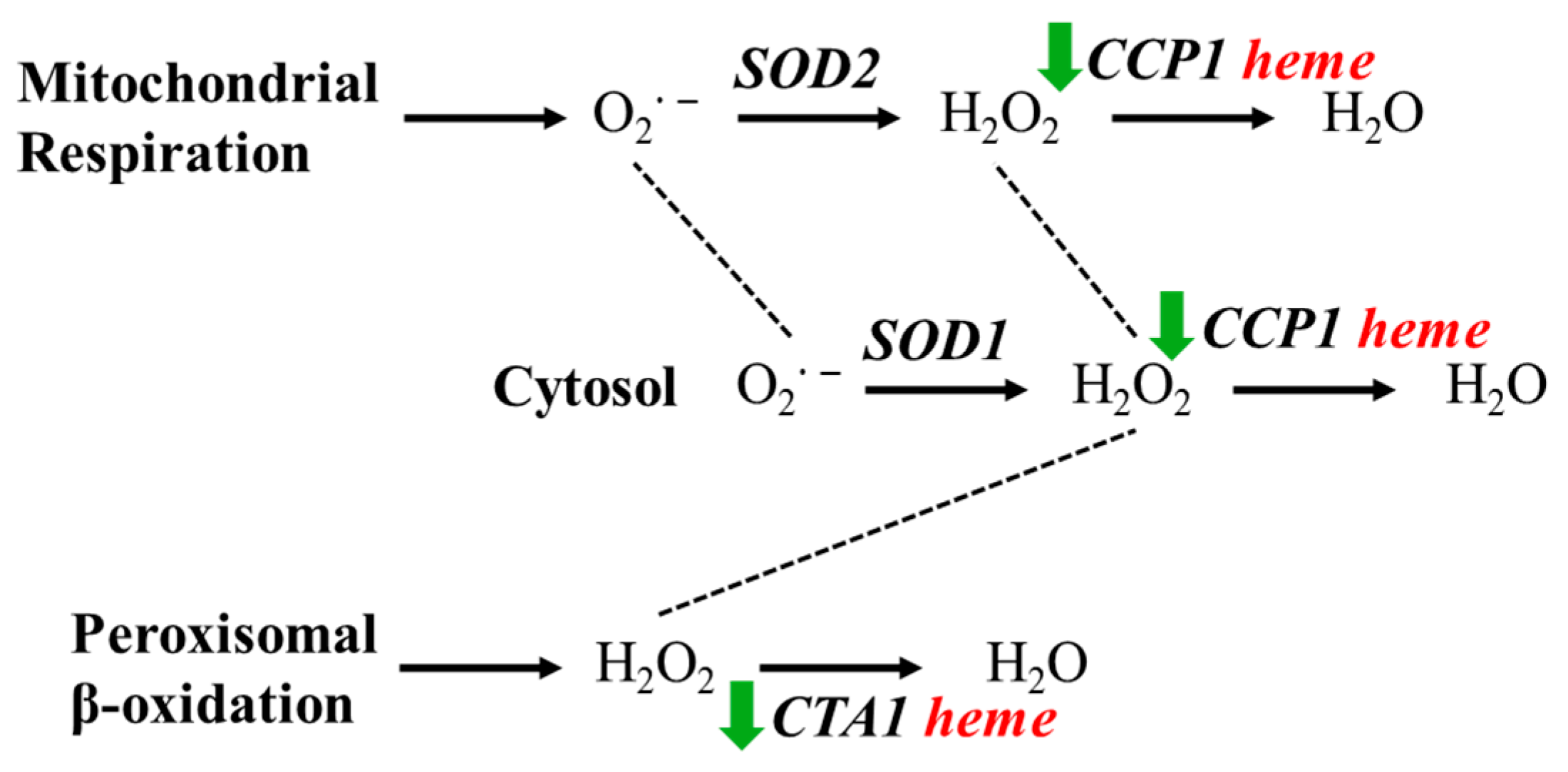 Fermentation 11 00432 g005