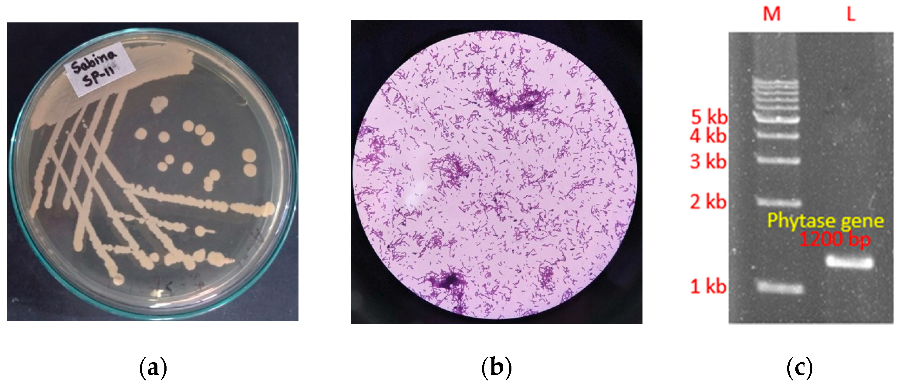 Fermentation 11 00452 g002a