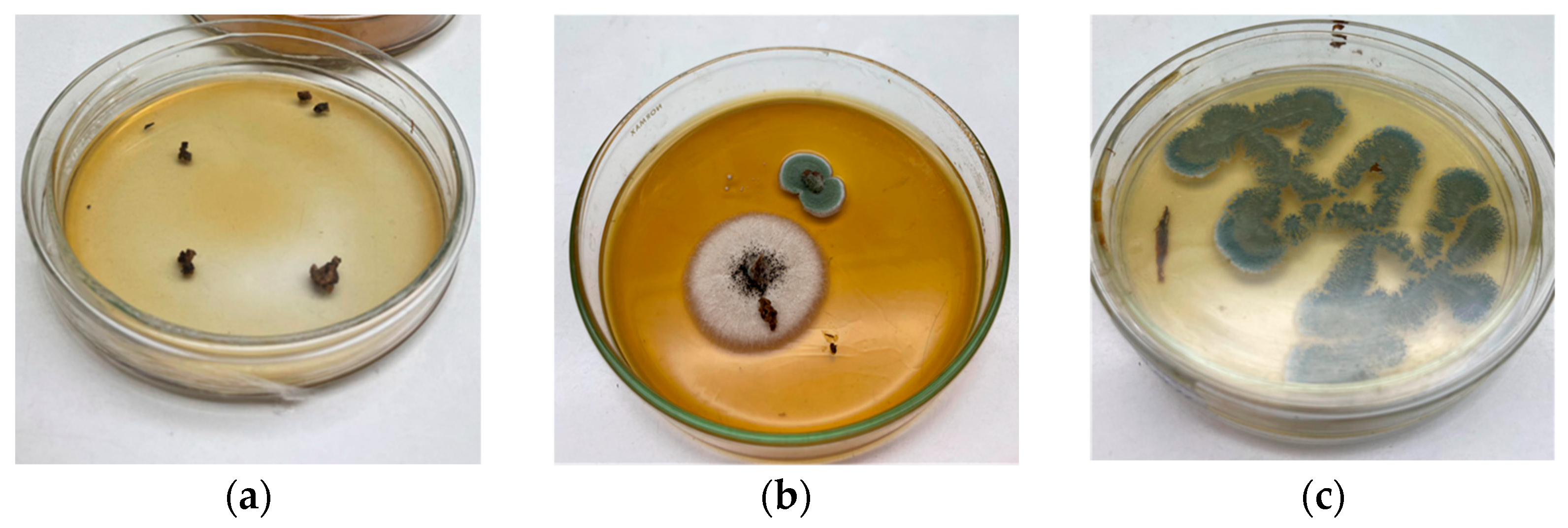 Fermentation 11 00456 g002