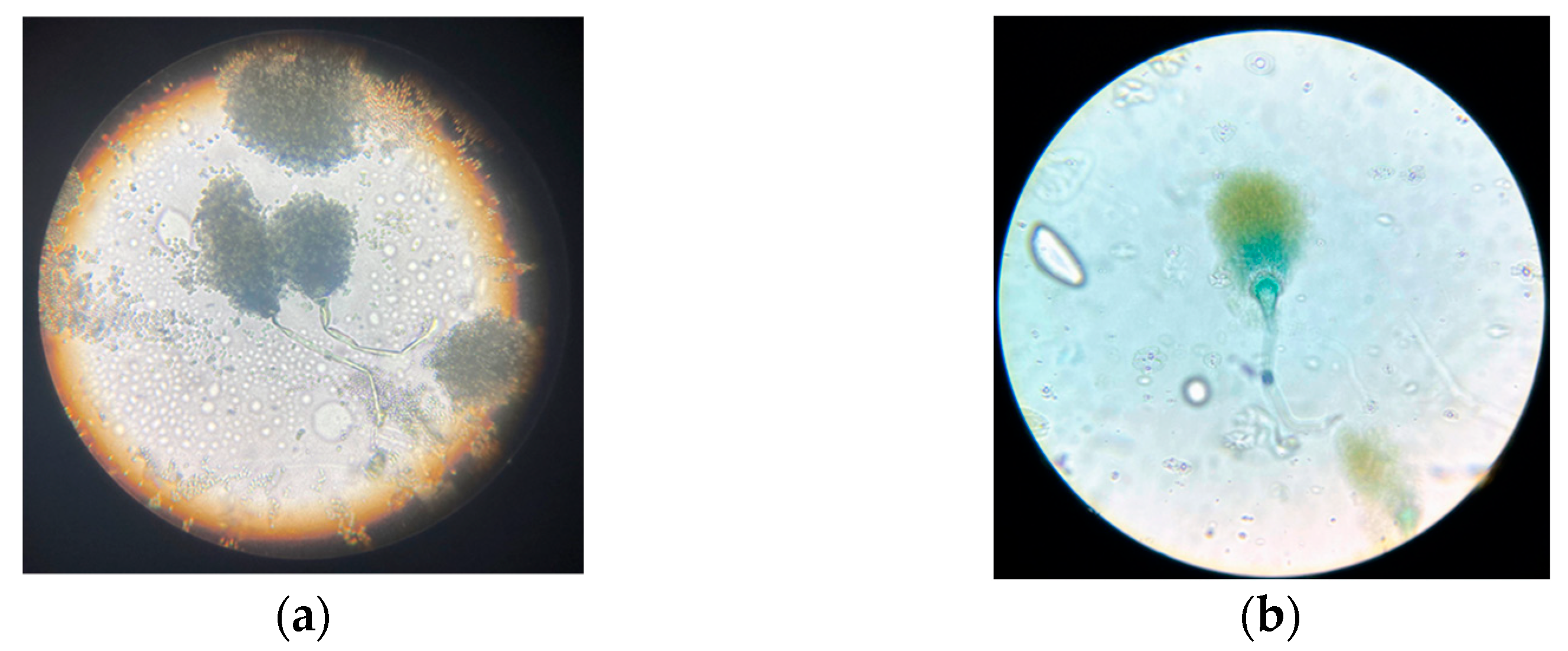 Fermentation 11 00456 g003