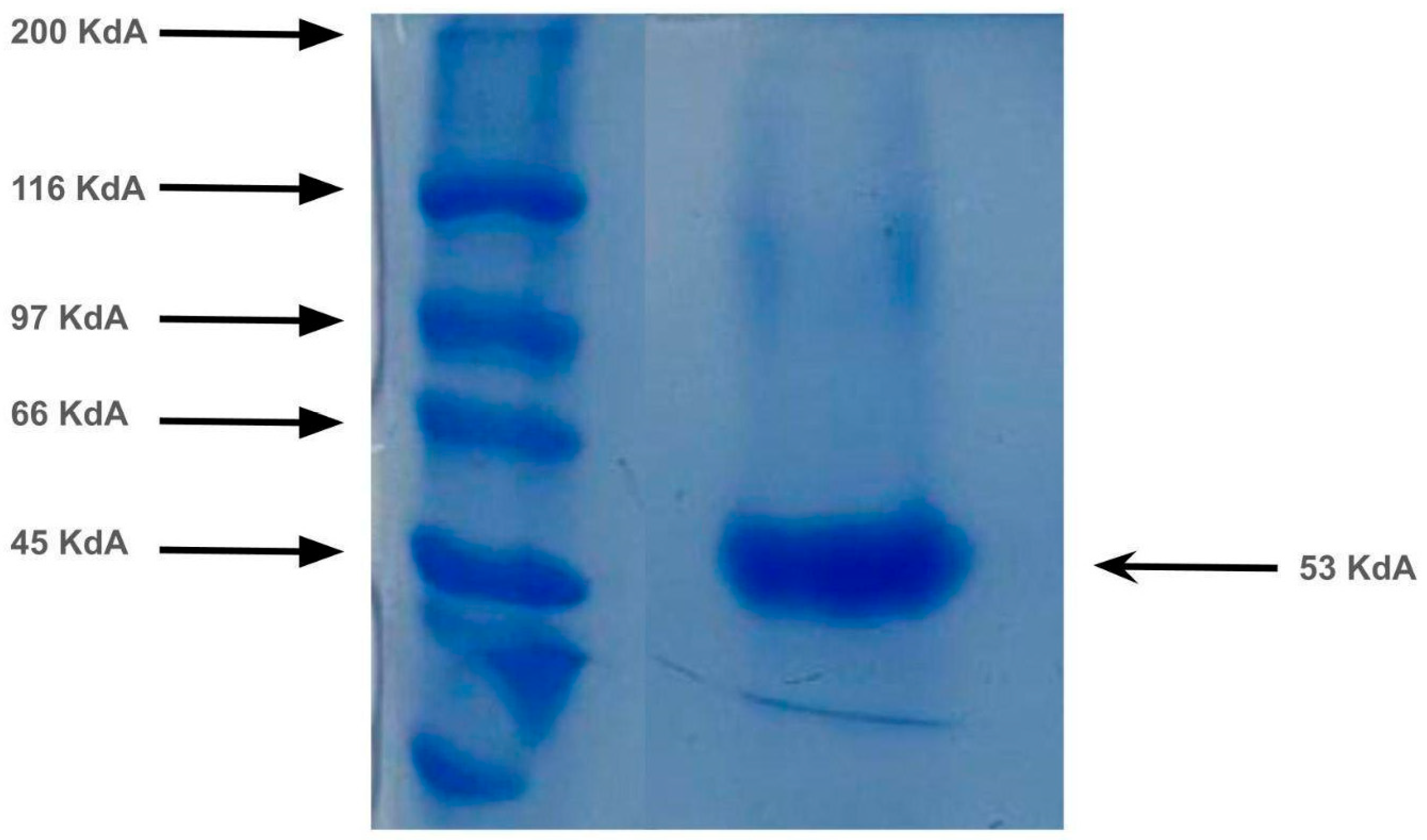 Fermentation 11 00478 g005 Fermentation 11 00478 g005