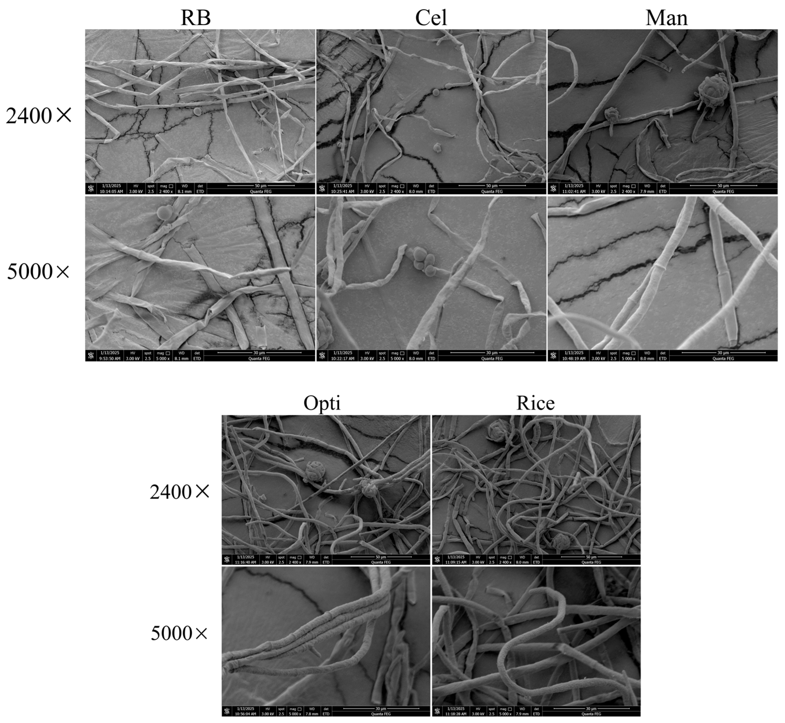 Fermentation 11 00505 g008