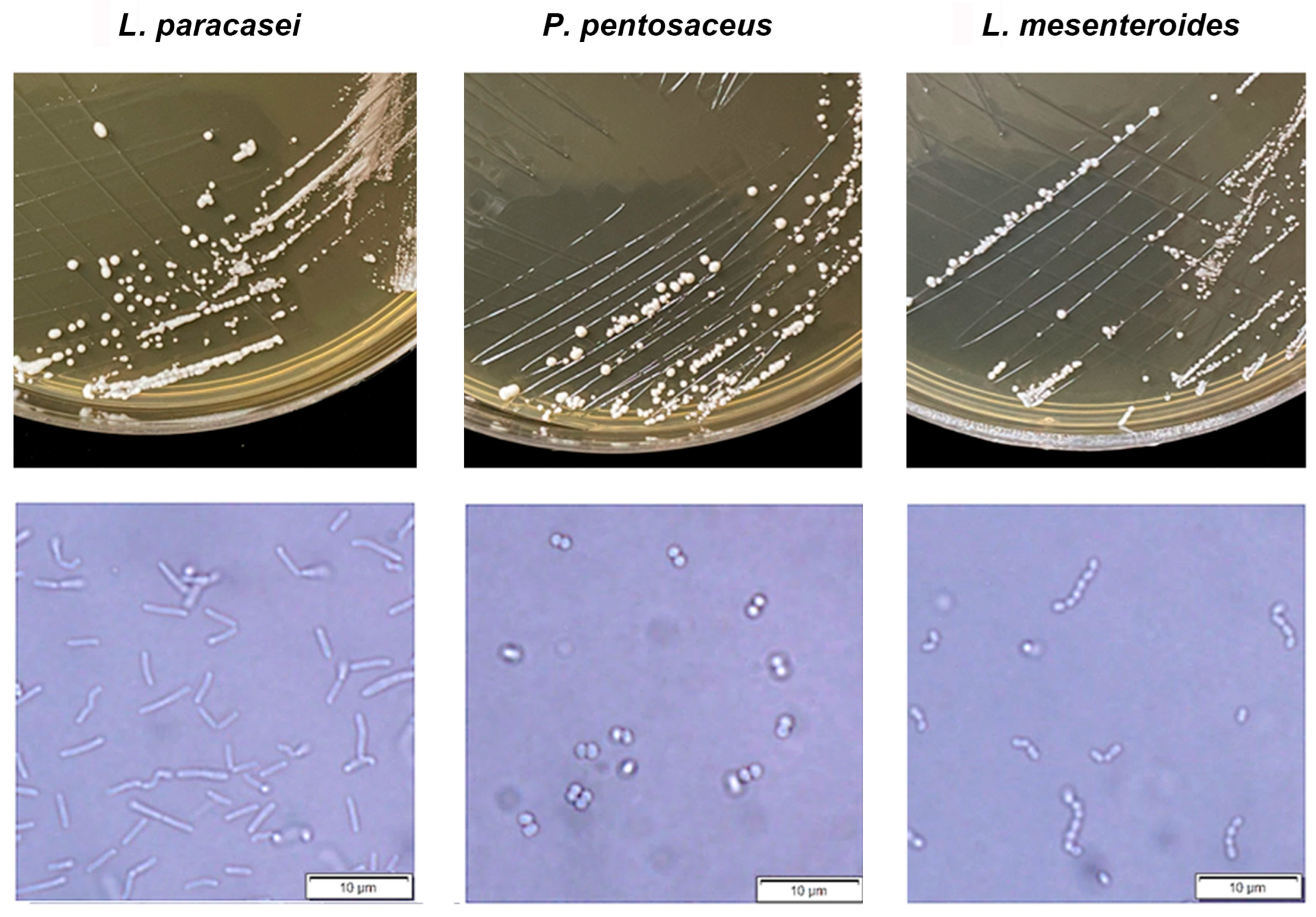 Fermentation 11 00517 g001